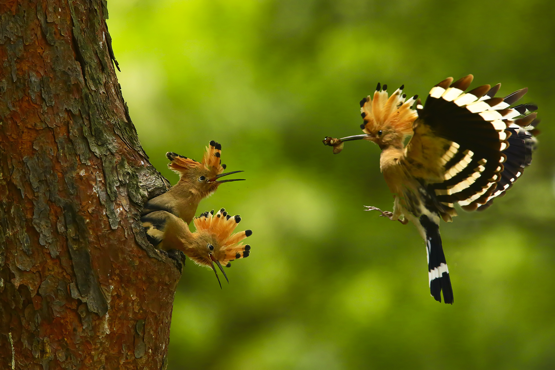 PHOTO BY WO2YA LAB | Canon EOS-1D X Mark II | 2024:05:24 16:46:29 | ISO-3200 | 1/8000 sec | f 7.1 | 260 mm | EV=0 | ● WIDTH:1800 pixels  HEIGHT:1200 pixels