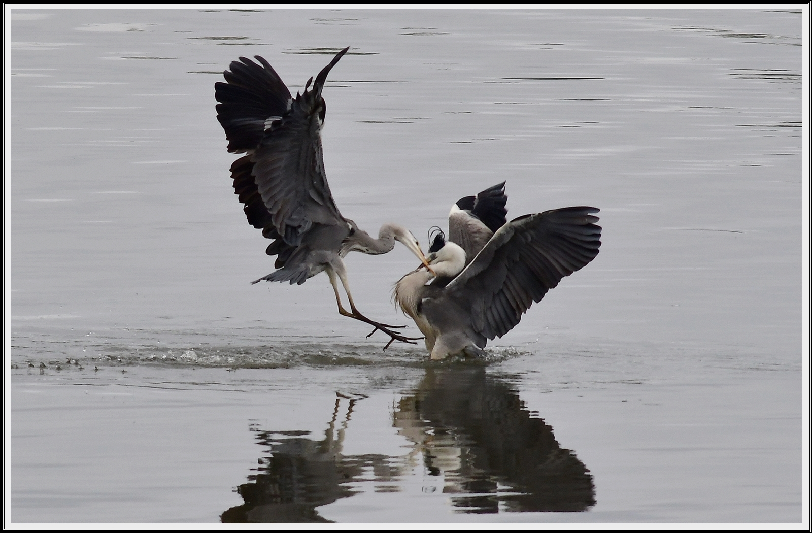 PHOTO BY  | NIKON D500 | 2021:05:21 15:54:32 | ISO-500 | 1/1000 sec | f 5.6 | 500 mm | EV=0.3 | ● WIDTH:5568 pixels  HEIGHT:3712 pixels