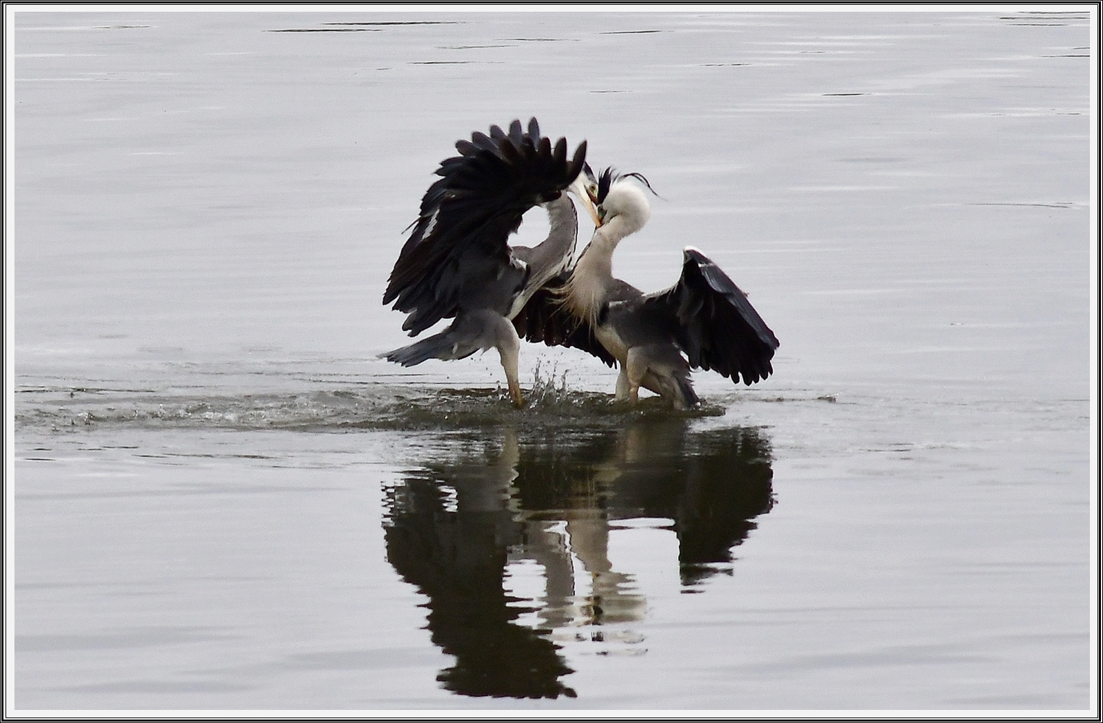 PHOTO BY  | NIKON D500 | 2021:05:21 15:54:32 | ISO-500 | 1/1000 sec | f 5.6 | 500 mm | EV=0.3 | ● WIDTH:5568 pixels  HEIGHT:3712 pixels