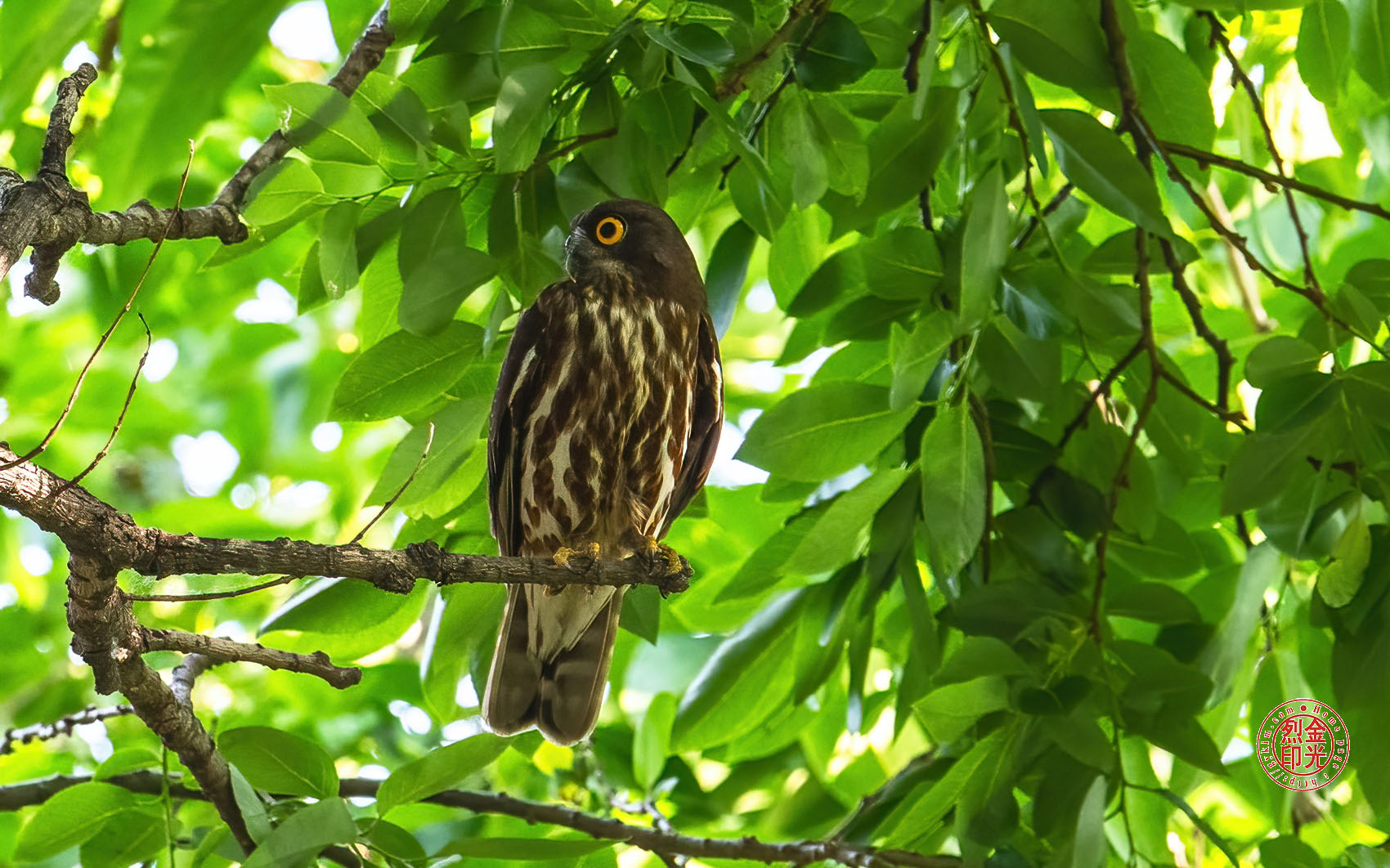 PHOTO BY KKY_CWANG_YEOL | NIKON Z 8 | 2024:05:26 07:16:54 | ISO-2500 | 1/500 sec | f 6.3 | 600 mm | EV=0 | ● WIDTH:1700 pixels  HEIGHT:1062 pixels