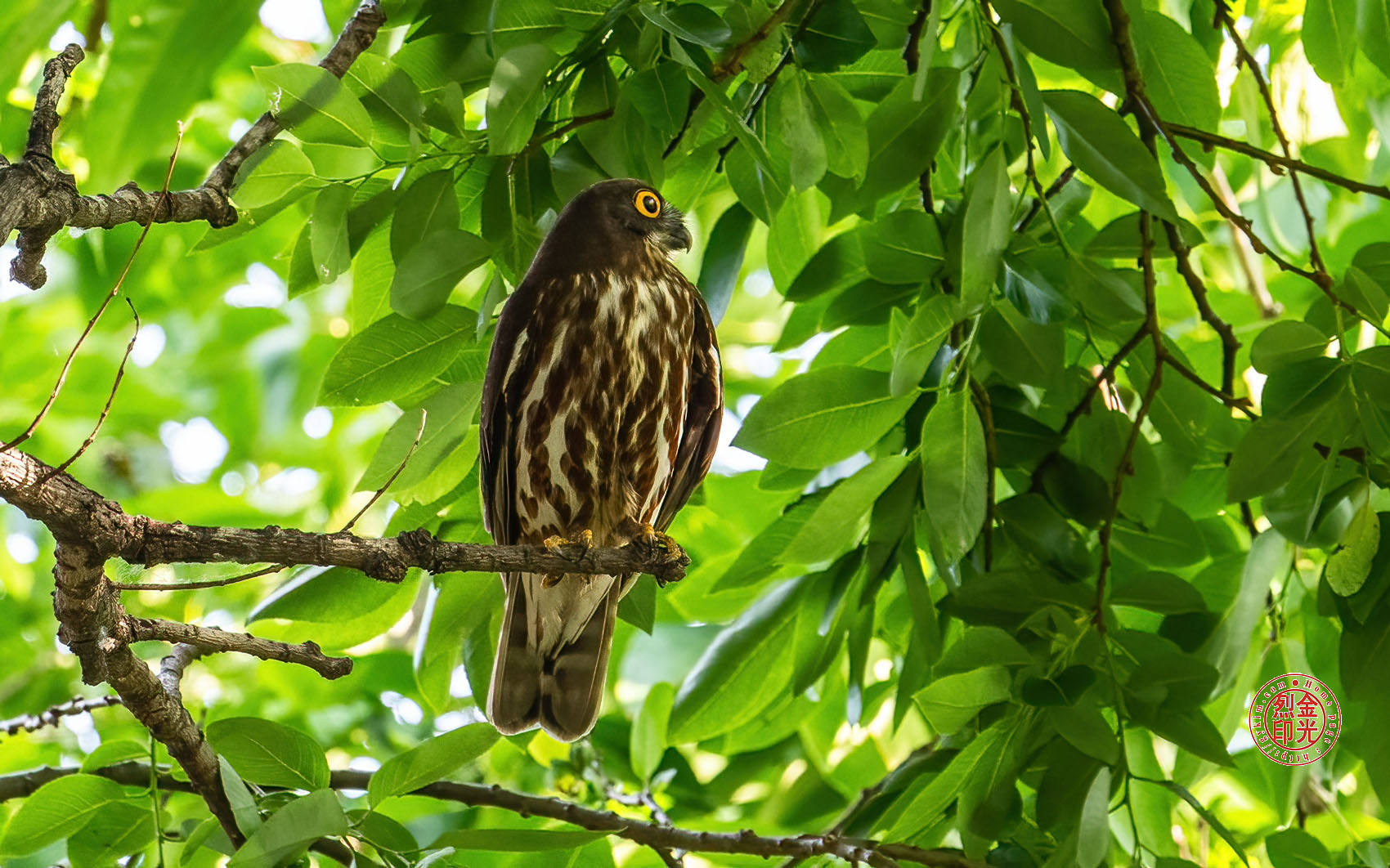 PHOTO BY KKY_CWANG_YEOL | NIKON Z 8 | 2024:05:26 07:16:58 | ISO-2500 | 1/320 sec | f 6.3 | 600 mm | EV=0 | ● WIDTH:1700 pixels  HEIGHT:1062 pixels