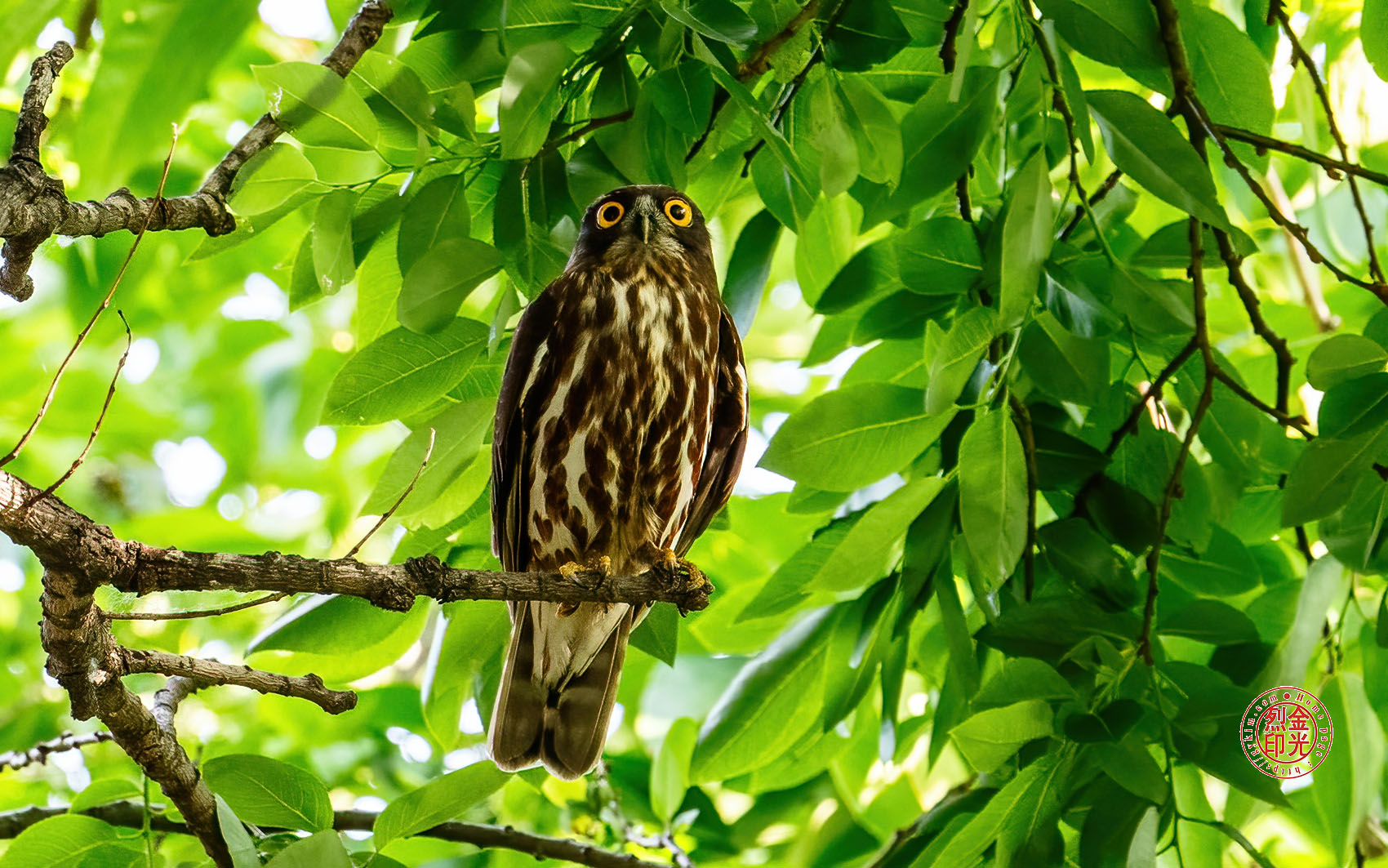 PHOTO BY KKY_CWANG_YEOL | NIKON Z 8 | 2024:05:26 07:16:58 | ISO-2500 | 1/320 sec | f 6.3 | 600 mm | EV=0 | ● WIDTH:1700 pixels  HEIGHT:1063 pixels