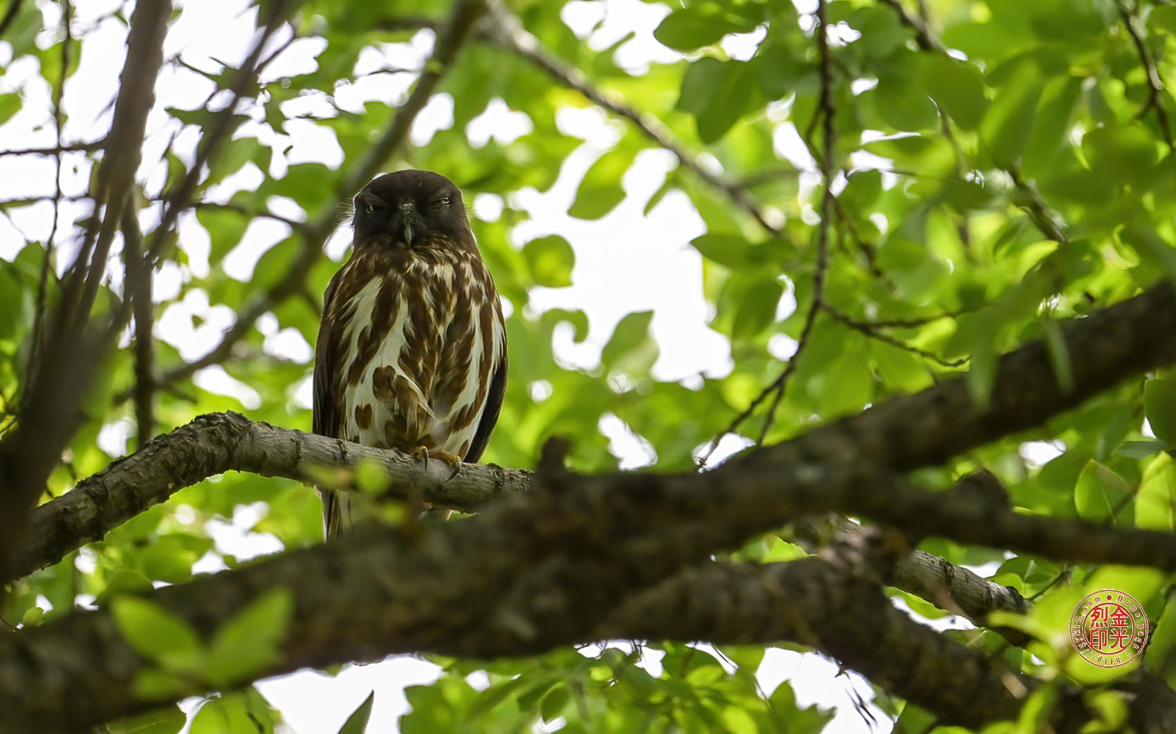 PHOTO BY KKY_CWANG_YEOL | NIKON Z 8 | 2024:05:26 10:11:42 | ISO-2500 | 1/2500 sec | f 6.3 | 600 mm | EV=0.3 | ● WIDTH:1700 pixels  HEIGHT:1062 pixels