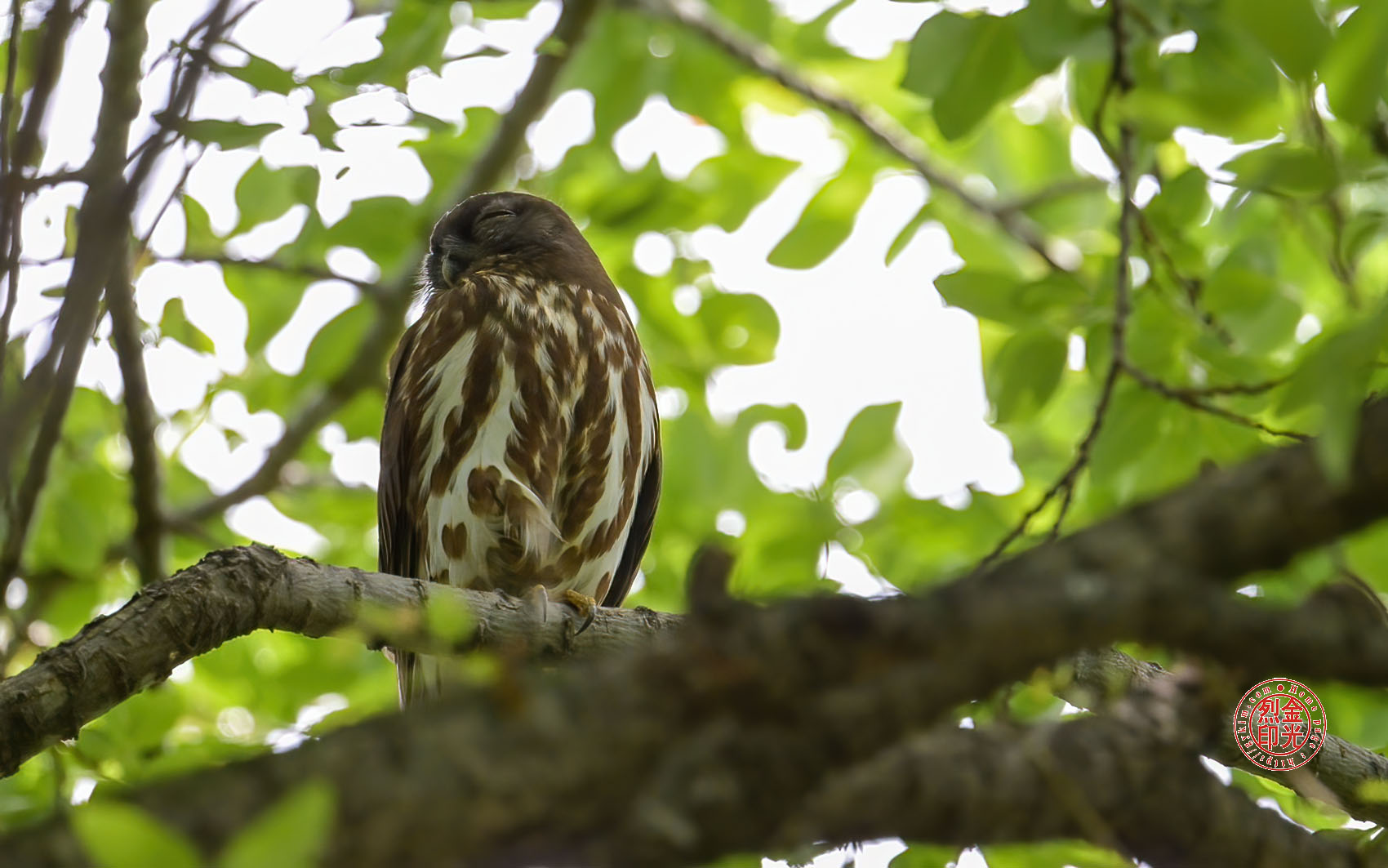 PHOTO BY KKY_CWANG_YEOL | NIKON Z 8 | 2024:05:26 10:12:25 | ISO-2500 | 1/1600 sec | f 6.3 | 600 mm | EV=0.7 | ● WIDTH:1700 pixels  HEIGHT:1063 pixels