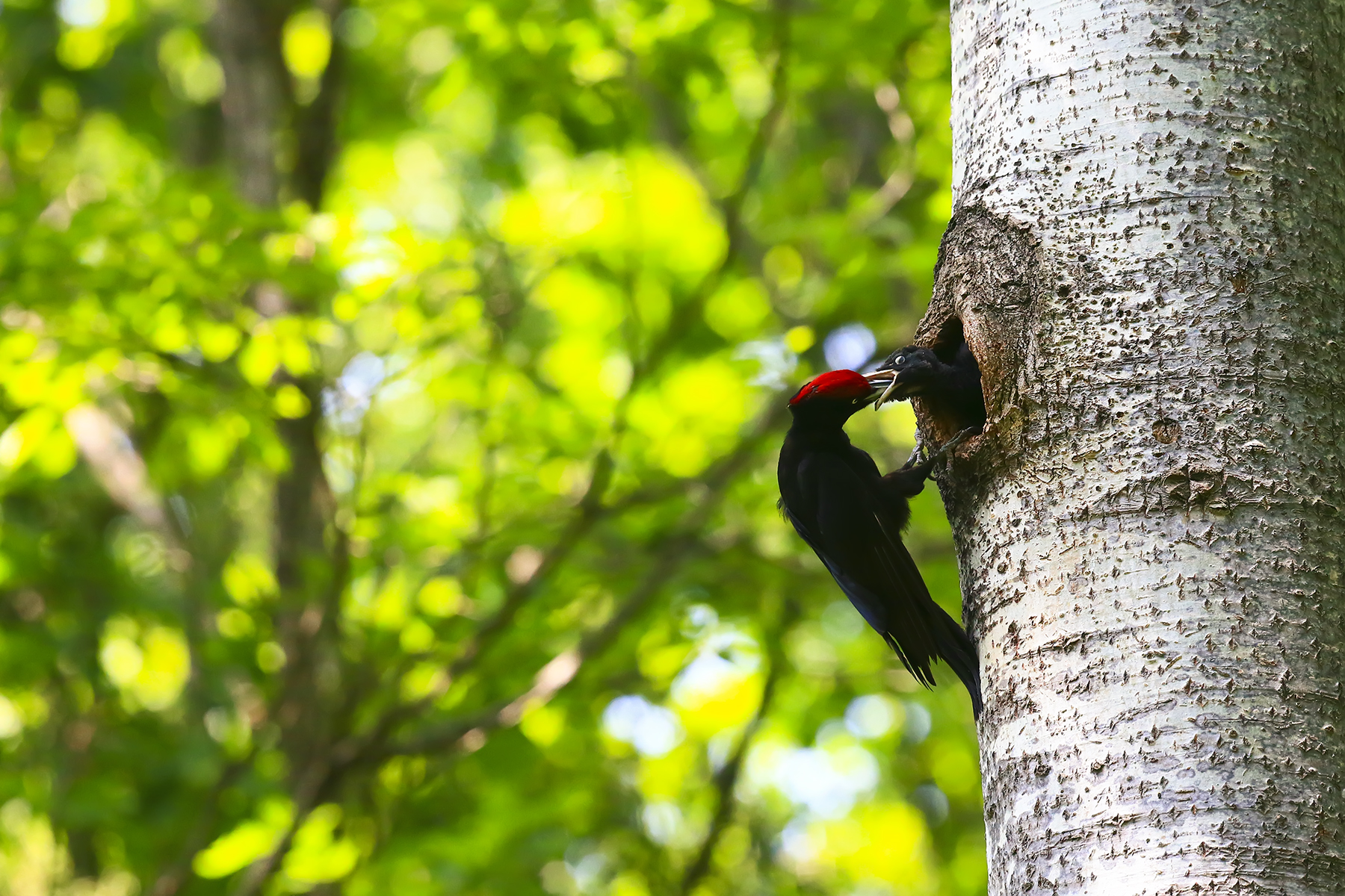 PHOTO BY WO2YA LAB | Canon EOS-1D X Mark II | 2024:05:24 16:46:34 | ISO-3200 | 1/8000 sec | f 7.1 | 260 mm | EV=0 | ● WIDTH:1800 pixels  HEIGHT:1200 pixels