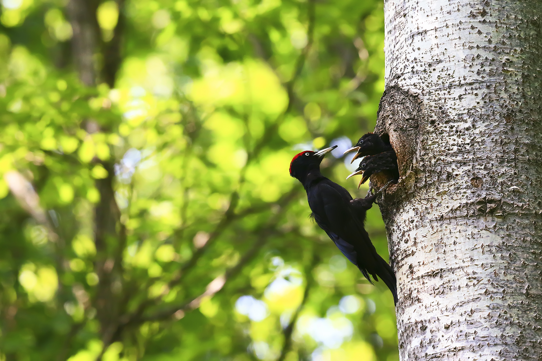 PHOTO BY WO2YA LAB | Canon EOS-1D X Mark II | 2024:05:24 16:46:34 | ISO-3200 | 1/8000 sec | f 7.1 | 260 mm | EV=0 | ● WIDTH:1800 pixels  HEIGHT:1200 pixels