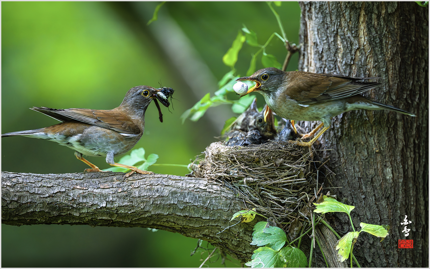 PHOTO BY  | NIKON Z 9 | 2024:05:26 15:46:19 | ISO-6400 | 1/1250 sec | f 4 | 600 mm | EV=-0.7 | ● WIDTH:1700 pixels  HEIGHT:1065 pixels