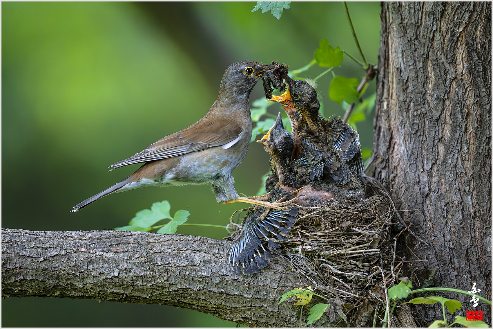 PHOTO BY  | NIKON Z 9 | 2024:05:26 11:12:03 | ISO-4000 | 1/2500 sec | f 4 | 600 mm | EV=-0.7 | ● WIDTH:1700 pixels  HEIGHT:1133 pixels