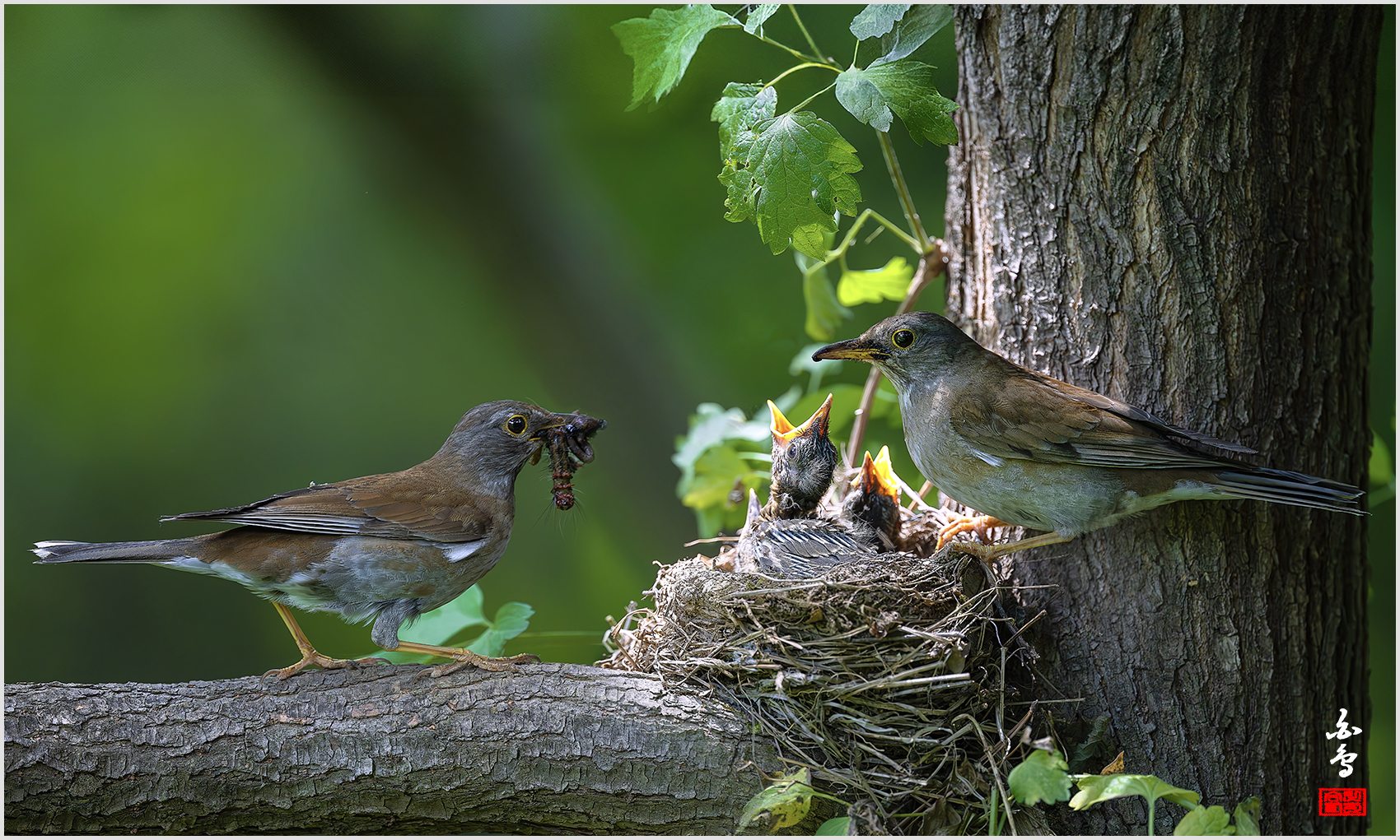 PHOTO BY  | NIKON Z 9 | 2024:05:26 13:51:08 | ISO-2500 | 1/4000 sec | f 4 | 600 mm | EV=-0.7 | ● WIDTH:1700 pixels  HEIGHT:1021 pixels