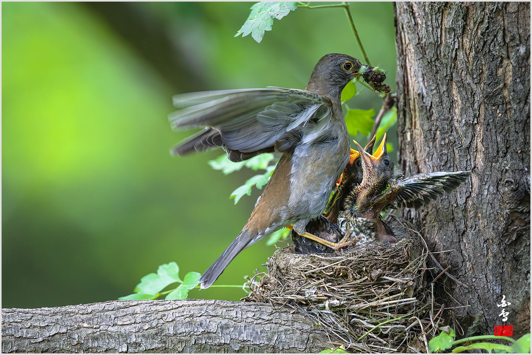 PHOTO BY  | NIKON Z 9 | 2024:05:26 12:30:46 | ISO-4000 | 1/1250 sec | f 4 | 600 mm | EV=-0.7 | ● WIDTH:1700 pixels  HEIGHT:1133 pixels