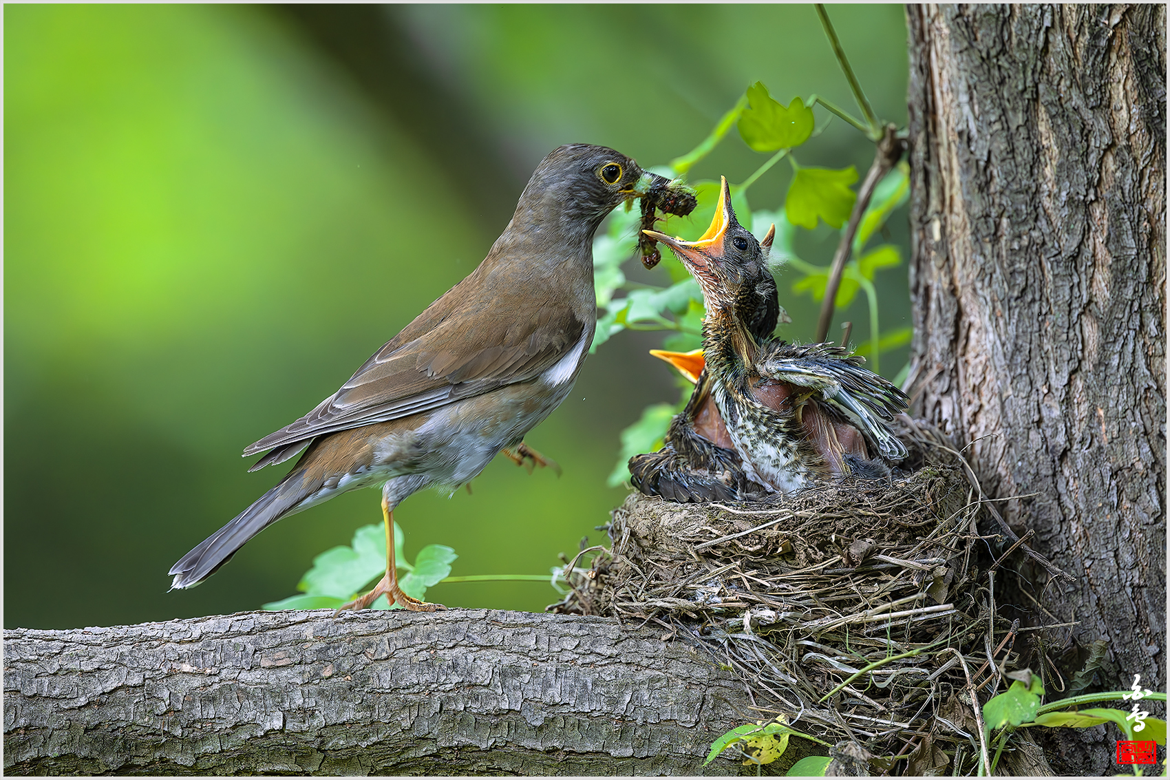 PHOTO BY  | NIKON Z 9 | 2024:05:26 12:30:46 | ISO-4000 | 1/1600 sec | f 4 | 600 mm | EV=-0.7 | ● WIDTH:1700 pixels  HEIGHT:1133 pixels