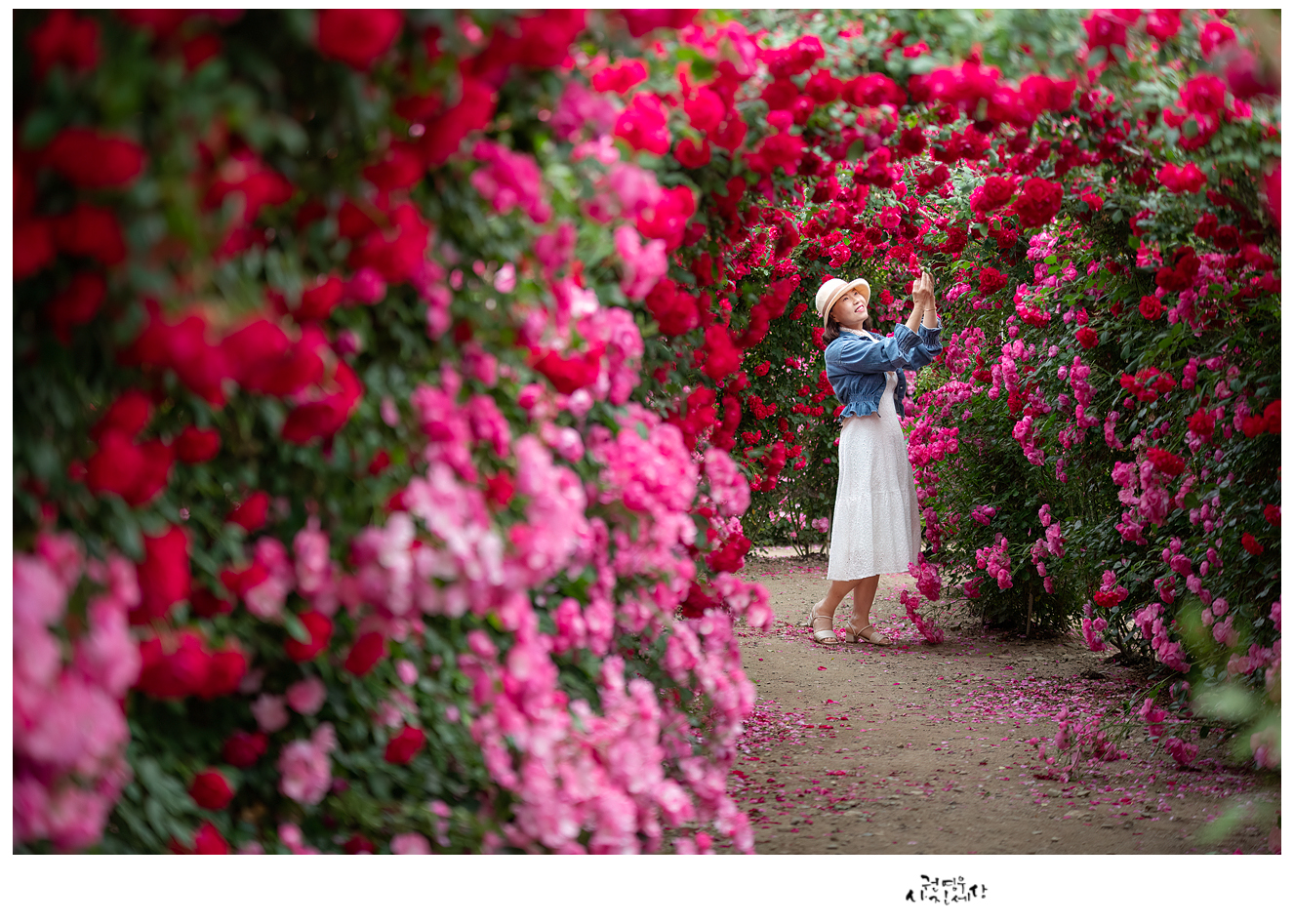 PHOTO BY Kwon Young Woo | NIKON D850 | 2024:05:25 05:34:20 | ISO-800 | 1/50 sec | f 2.8 | 95 mm | EV=-0.3 | ● WIDTH:1326 pixels  HEIGHT:947 pixels