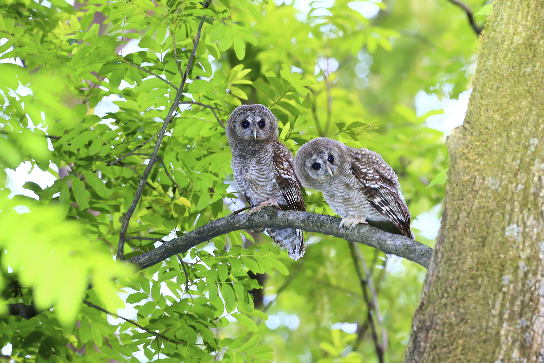 PHOTO BY WO2YA LAB | Canon EOS-1D X Mark II | 2024:05:24 16:46:29 | ISO-3200 | 1/8000 sec | f 7.1 | 260 mm | EV=0 | ● WIDTH:1800 pixels  HEIGHT:1200 pixels