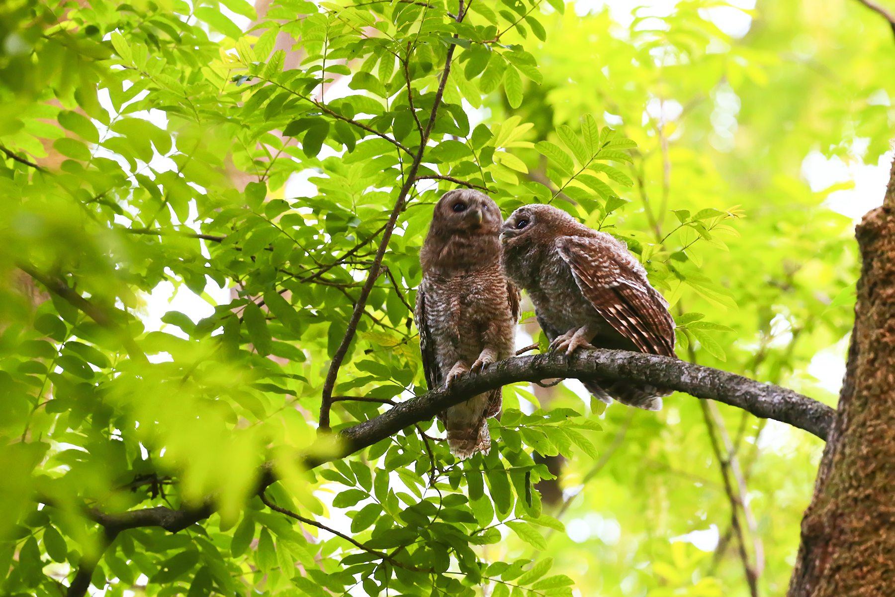 PHOTO BY WO2YA LAB | Canon EOS-1D X Mark II | 2024:05:24 16:46:34 | ISO-3200 | 1/8000 sec | f 7.1 | 260 mm | EV=0 | ● WIDTH:1800 pixels  HEIGHT:1200 pixels