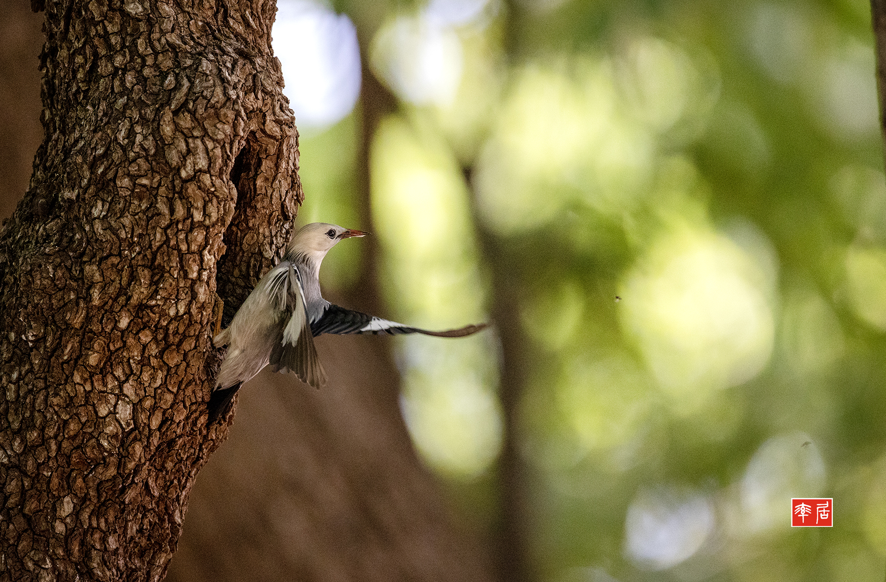 PHOTO BY changickheun | Canon EOS-1D X Mark III | 2024:05:29 12:32:54 | ISO-6400 | 1/2000 sec | f 4 | 600 mm | EV=0 | ● WIDTH:1800 pixels  HEIGHT:1183 pixels