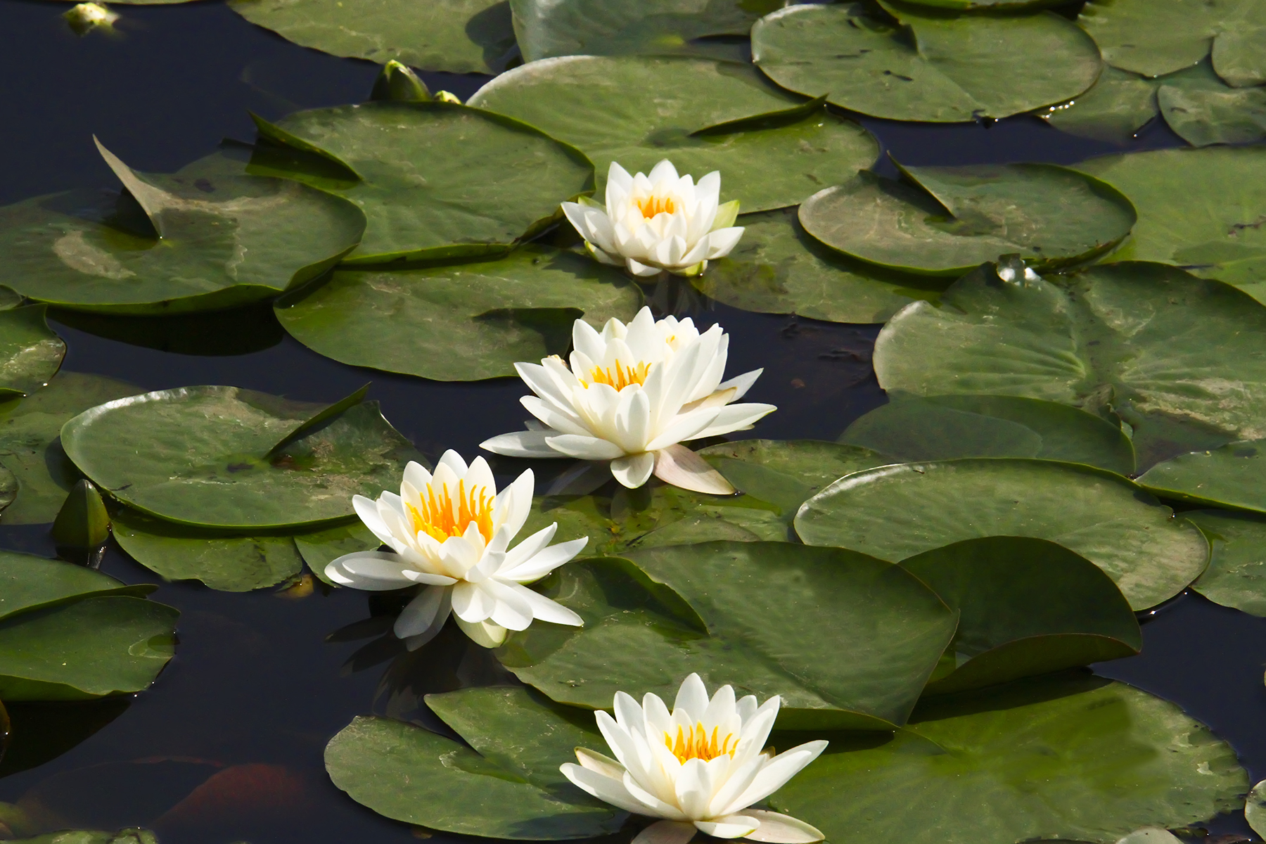 PHOTO BY WO2YA LAB | Canon EOS-1D X Mark II | 2024:05:24 16:46:39 | ISO-3200 | 1/8000 sec | f 7.1 | 260 mm | EV=0 | ● WIDTH:1800 pixels  HEIGHT:1200 pixels