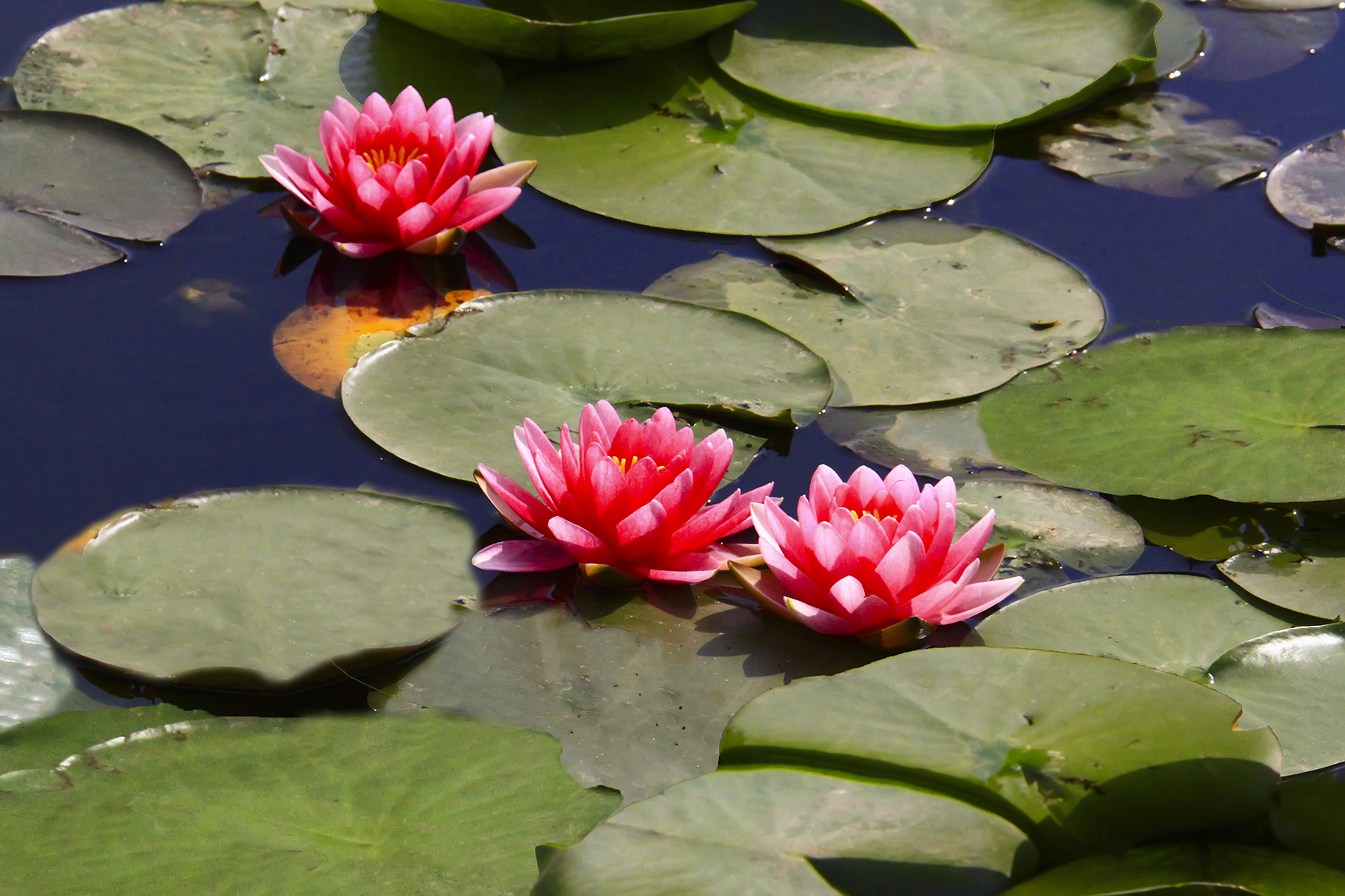 PHOTO BY WO2YA LAB | Canon EOS-1D X Mark II | 2024:05:24 16:46:39 | ISO-3200 | 1/8000 sec | f 7.1 | 260 mm | EV=0 | ● WIDTH:1800 pixels  HEIGHT:1200 pixels