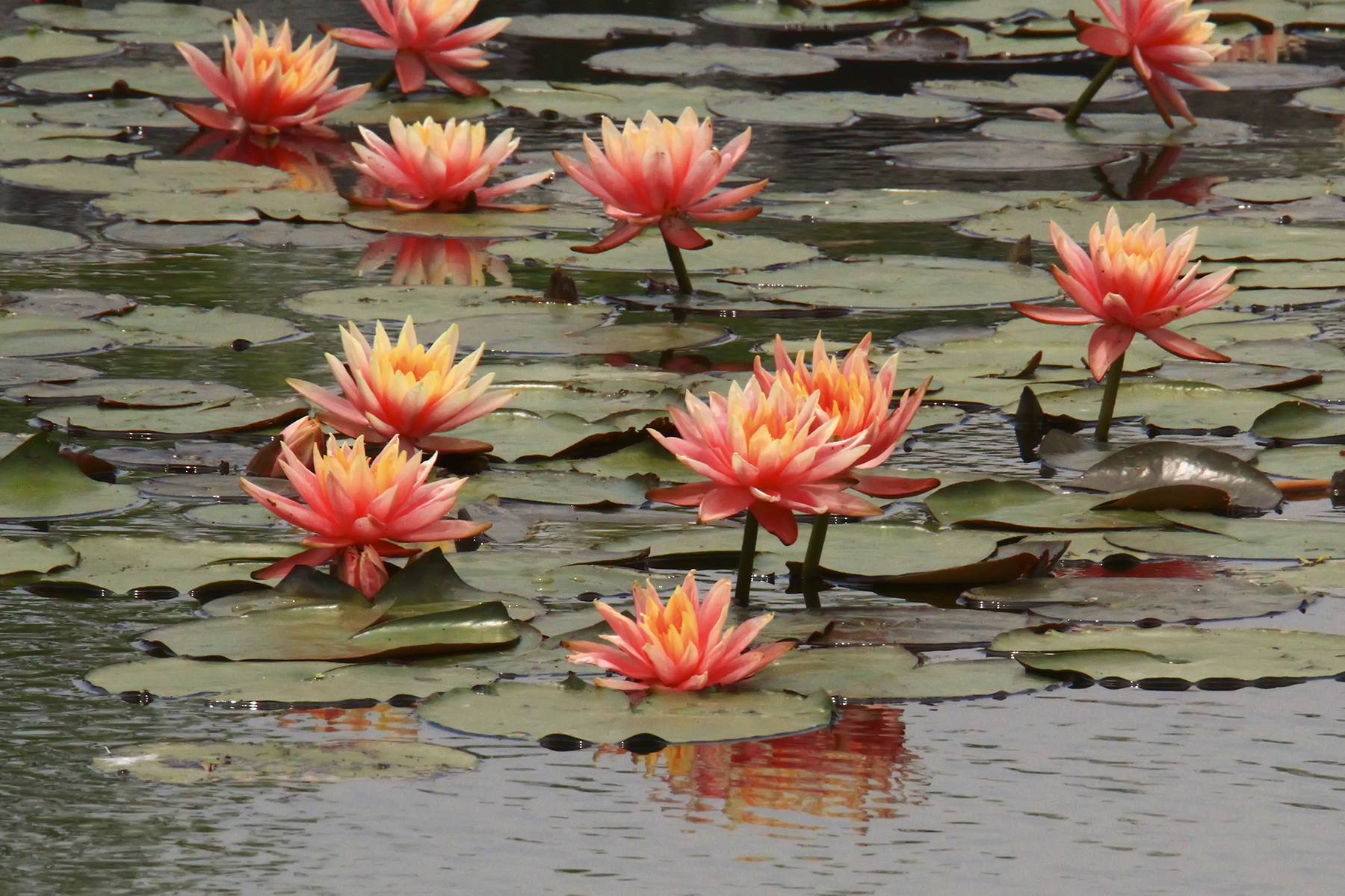 PHOTO BY WO2YA LAB | Canon EOS-1D X Mark II | 2024:05:24 16:46:40 | ISO-3200 | 1/8000 sec | f 7.1 | 260 mm | EV=0 | ● WIDTH:1800 pixels  HEIGHT:1200 pixels