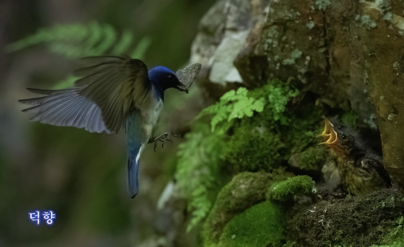 PHOTO BY  | Canon EOS-1D X Mark II | 2024:05:29 12:52:52 | ISO-12800 | 1/2000 sec | f 4.5 | 600 mm | EV=0 | ● WIDTH:1400 pixels  HEIGHT:855 pixels