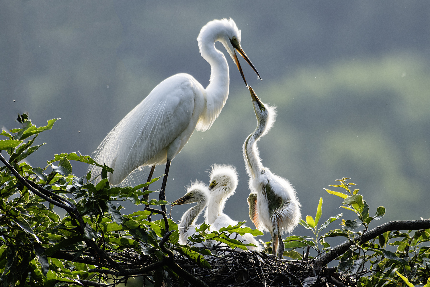 PHOTO BY  | NIKON D500 | 2021:06:27 17:25:14 | ISO-200 | 1/640 sec | f 5.6 | 420 mm | EV=0 | ● WIDTH:1500 pixels  HEIGHT:1000 pixels