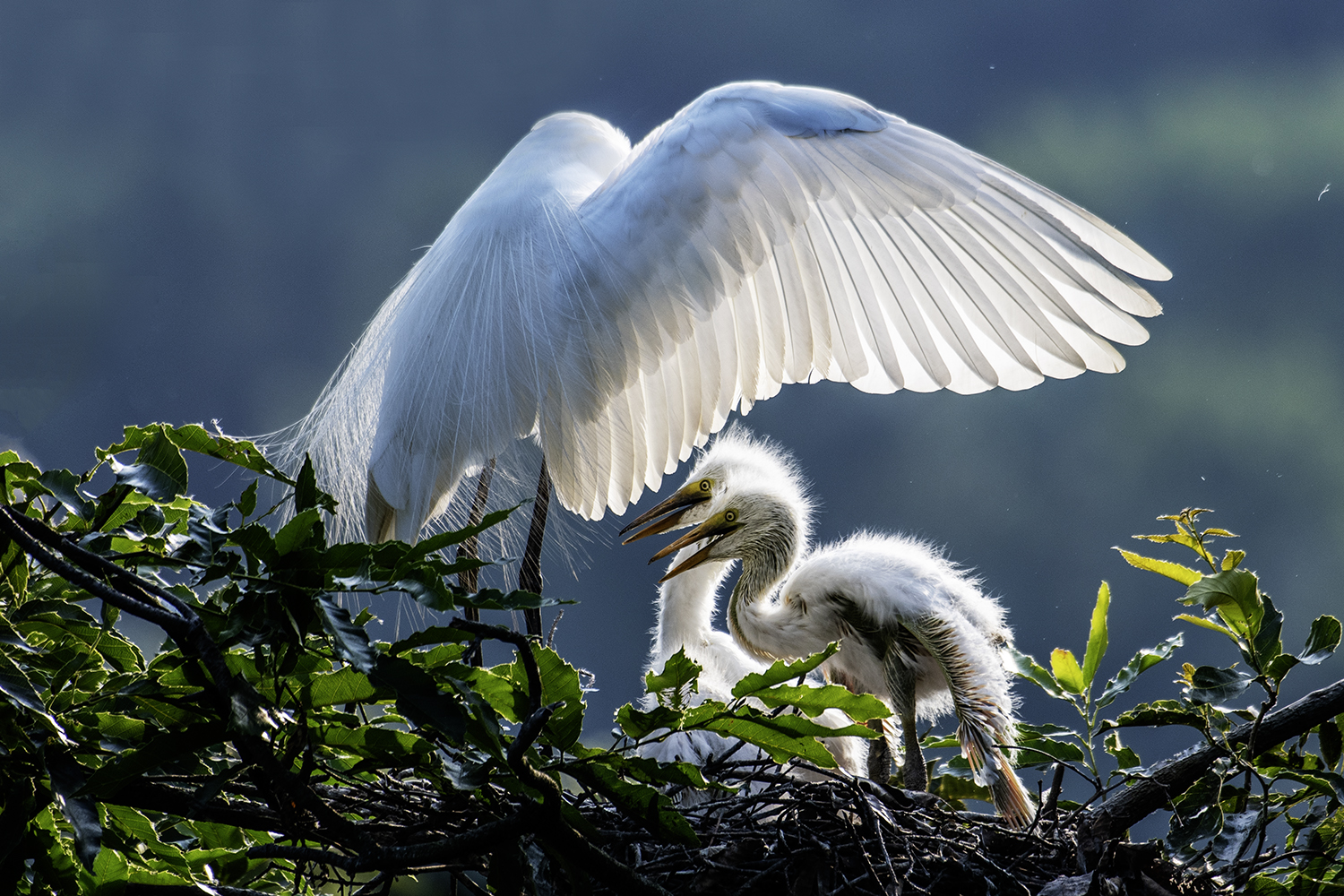 PHOTO BY  | NIKON D500 | 2021:06:27 17:25:45 | ISO-200 | 1/640 sec | f 5.6 | 420 mm | EV=0 | ● WIDTH:1500 pixels  HEIGHT:1000 pixels