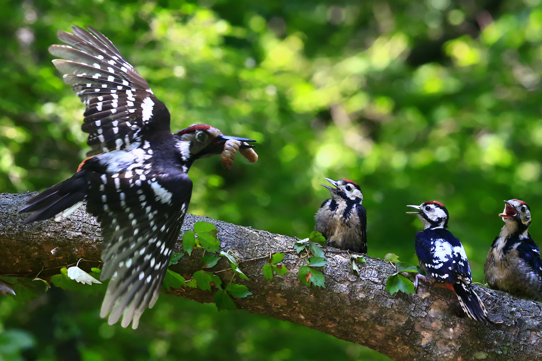 PHOTO BY WO2YA LAB | Canon EOS-1D X Mark II | 2024:05:29 17:49:12 | ISO-3200 | 1/8000 sec | f 7.1 | 90 mm | EV=0 | ● WIDTH:1800 pixels  HEIGHT:1200 pixels