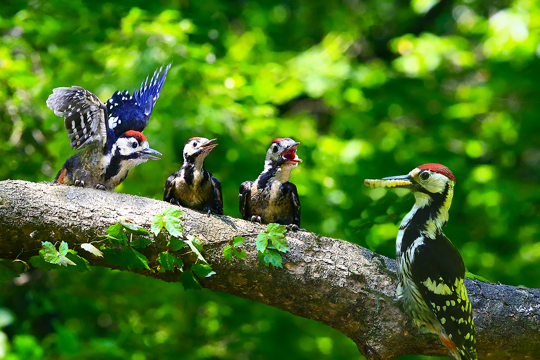 PHOTO BY WO2YA LAB | Canon EOS-1D X Mark II | 2024:05:29 17:49:13 | ISO-3200 | 1/8000 sec | f 7.1 | 90 mm | EV=0 | ● WIDTH:1800 pixels  HEIGHT:1200 pixels