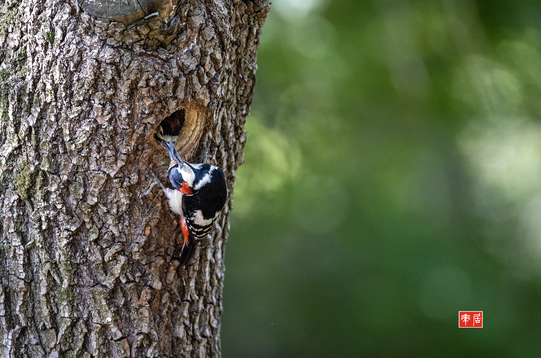 PHOTO BY changickheun | Canon EOS-1D X Mark III | 2024:05:28 09:53:54 | ISO-3200 | 1/1250 sec | f 4 | 600 mm | EV=0 | ● WIDTH:1800 pixels  HEIGHT:1191 pixels