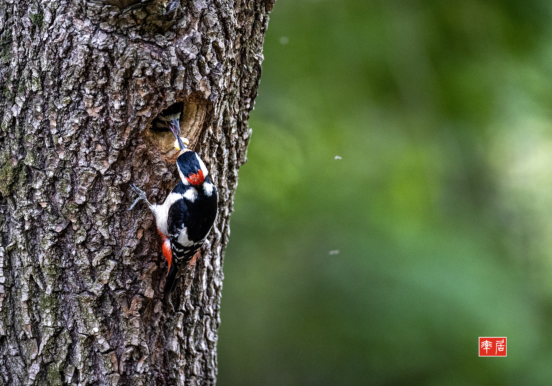 PHOTO BY changickheun | Canon EOS-1D X Mark III | 2024:05:28 11:25:02 | ISO-3200 | 1/1250 sec | f 4 | 600 mm | EV=0 | ● WIDTH:1800 pixels  HEIGHT:1258 pixels