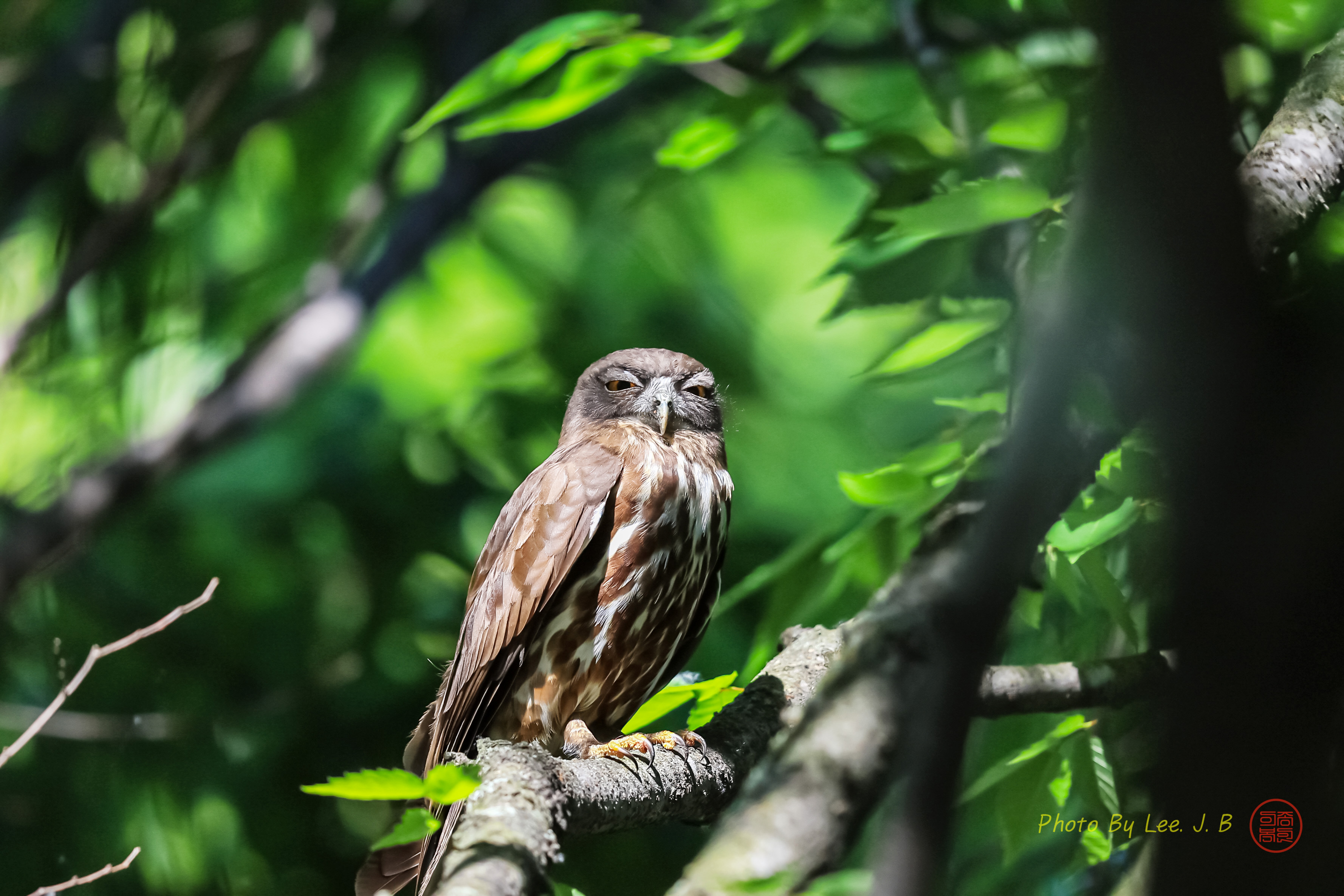 PHOTO BY  | Canon EOS R3 | 2024:05:19 15:44:15 | ISO-250 | 1/1250 sec | f 4 | 600 mm | EV=-0.7 | ● WIDTH:3556 pixels  HEIGHT:2371 pixels