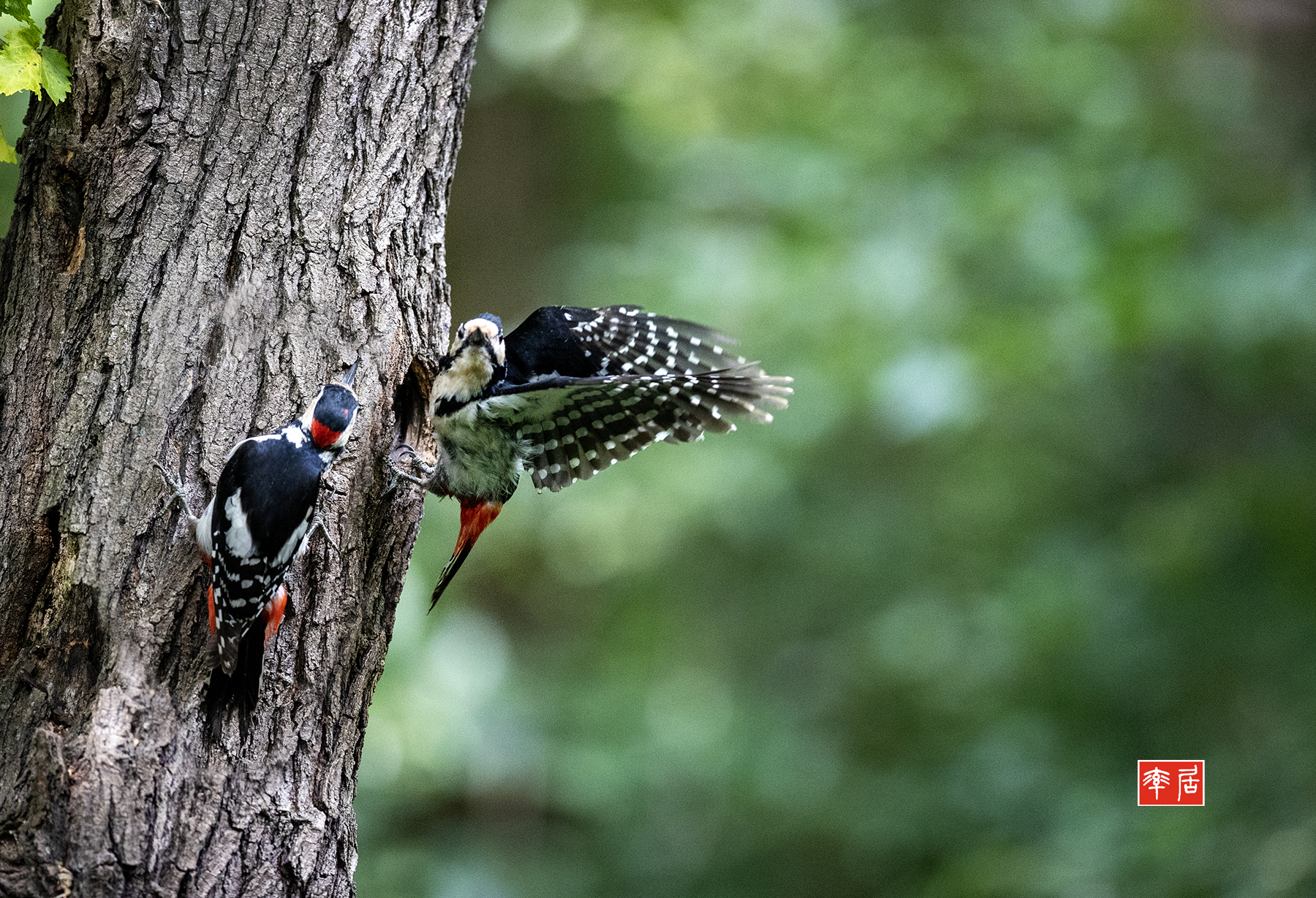 PHOTO BY changickheun | Canon EOS-1D X Mark III | 2024:06:01 10:05:17 | ISO-6400 | 1/2500 sec | f 2.8 | 400 mm | EV=0 | ● WIDTH:1800 pixels  HEIGHT:1229 pixels