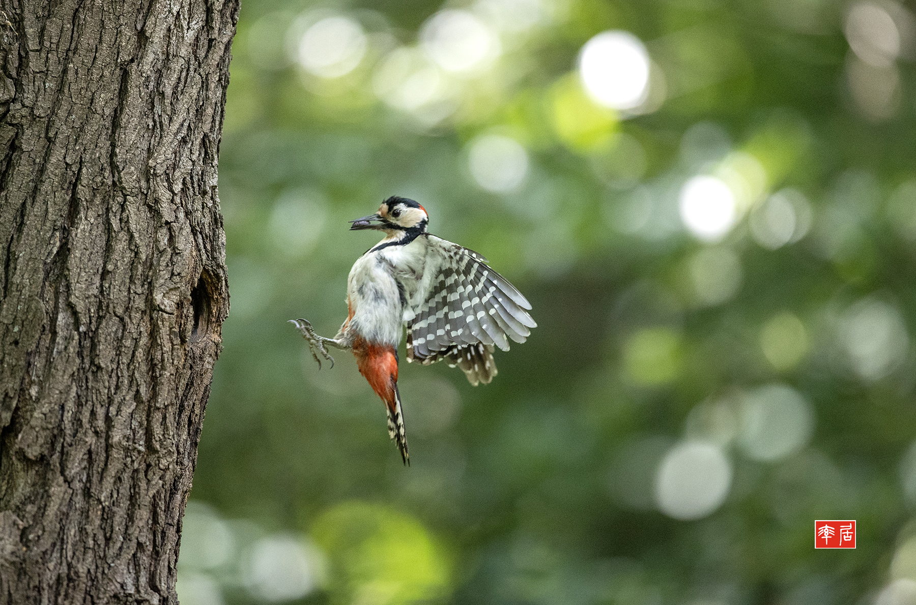 PHOTO BY changickheun | Canon EOS-1D X Mark III | 2024:06:01 13:51:56 | ISO-6400 | 1/2500 sec | f 2.8 | 400 mm | EV=0 | ● WIDTH:1800 pixels  HEIGHT:1190 pixels