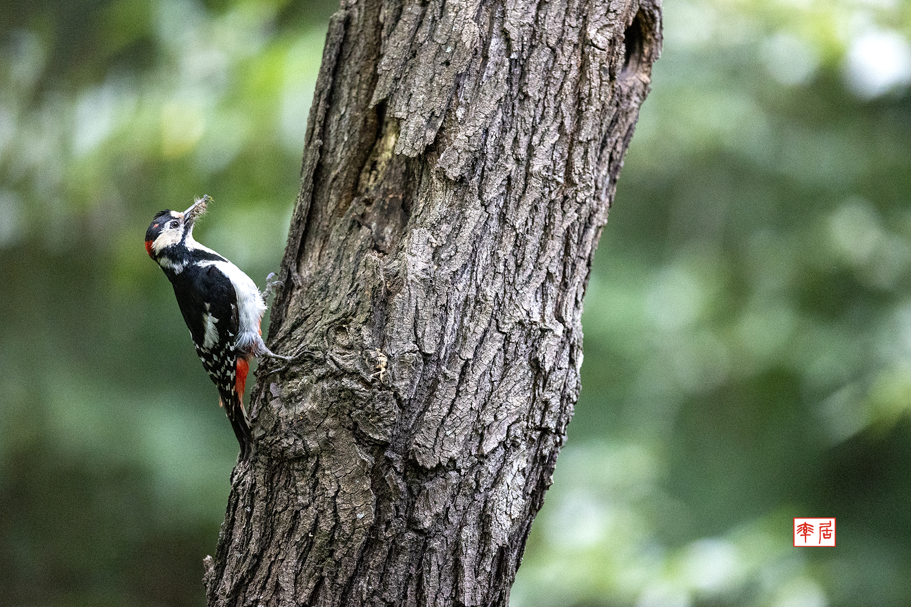 PHOTO BY changickheun | Canon EOS-1D X Mark III | 2024:06:01 13:05:44 | ISO-6400 | 1/2500 sec | f 2.8 | 400 mm | EV=0 | ● WIDTH:1800 pixels  HEIGHT:1200 pixels