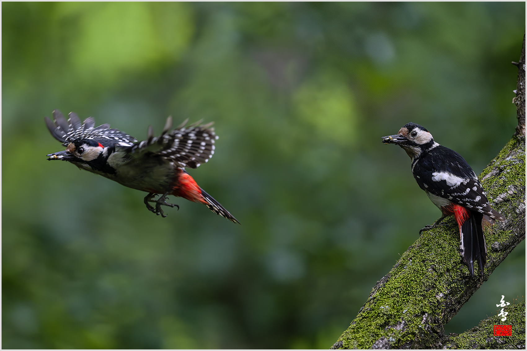 PHOTO BY  | NIKON Z 9 | 2024:05:30 13:57:40 | ISO-5000 | 1/2500 sec | f 4 | 600 mm | EV=-0.7 | ● WIDTH:1700 pixels  HEIGHT:1133 pixels