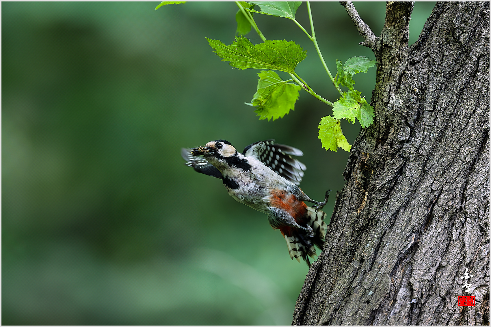 PHOTO BY  | NIKON Z 9 | 2024:05:30 10:55:14 | ISO-5000 | 1/1250 sec | f 4 | 600 mm | EV=-0.7 | ● WIDTH:1700 pixels  HEIGHT:1133 pixels