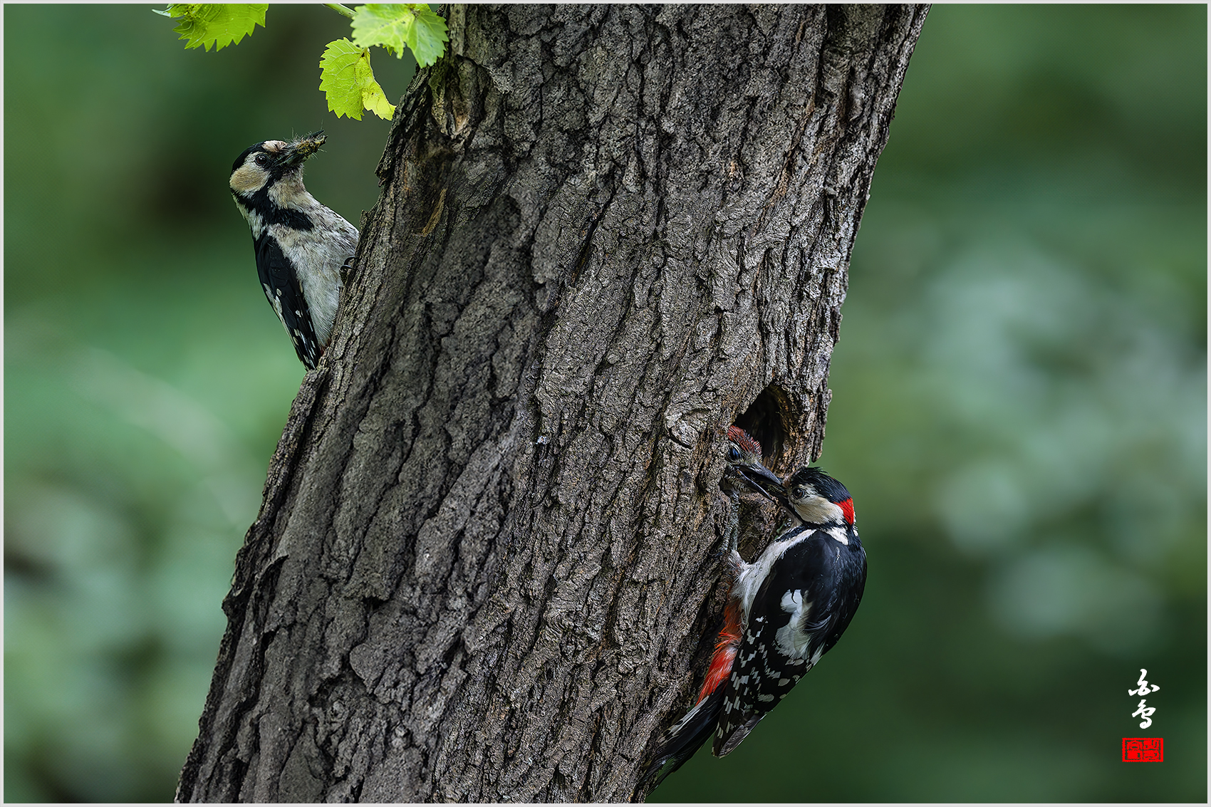PHOTO BY  | NIKON Z 9 | 2024:05:30 10:55:09 | ISO-5000 | 1/1250 sec | f 4 | 600 mm | EV=-0.7 | ● WIDTH:1700 pixels  HEIGHT:1133 pixels