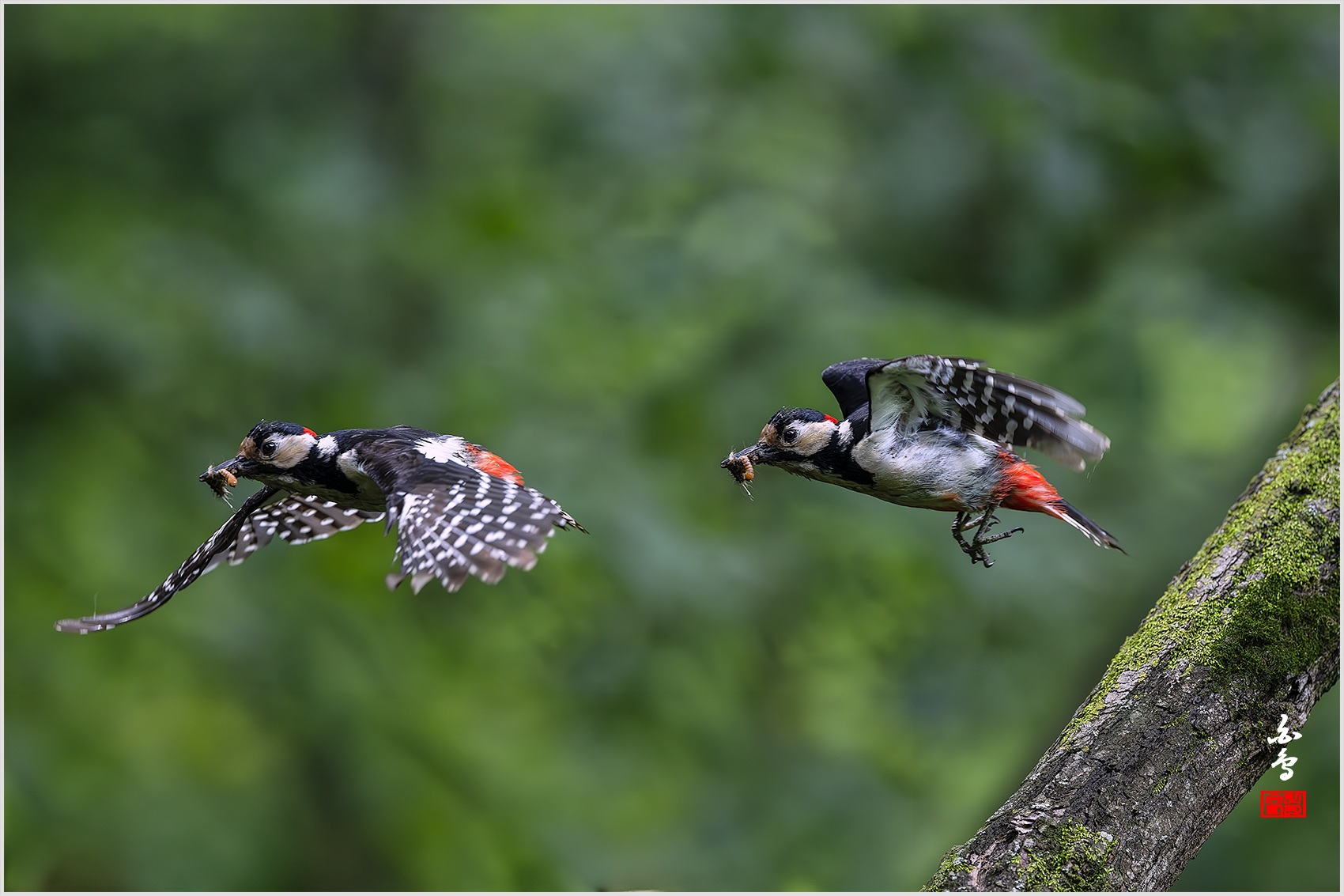 PHOTO BY  | NIKON Z 9 | 2024:05:30 14:11:18 | ISO-4000 | 1/2500 sec | f 4 | 600 mm | EV=-0.7 | ● WIDTH:1700 pixels  HEIGHT:1133 pixels