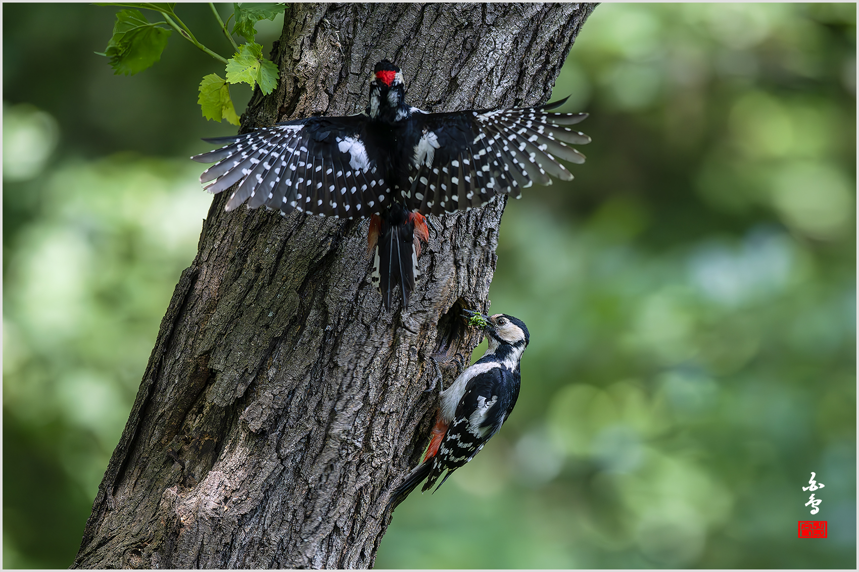 PHOTO BY  | NIKON Z 9 | 2024:05:31 10:08:26 | ISO-5000 | 1/2500 sec | f 4 | 400 mm | EV=-0.7 | ● WIDTH:1700 pixels  HEIGHT:1133 pixels