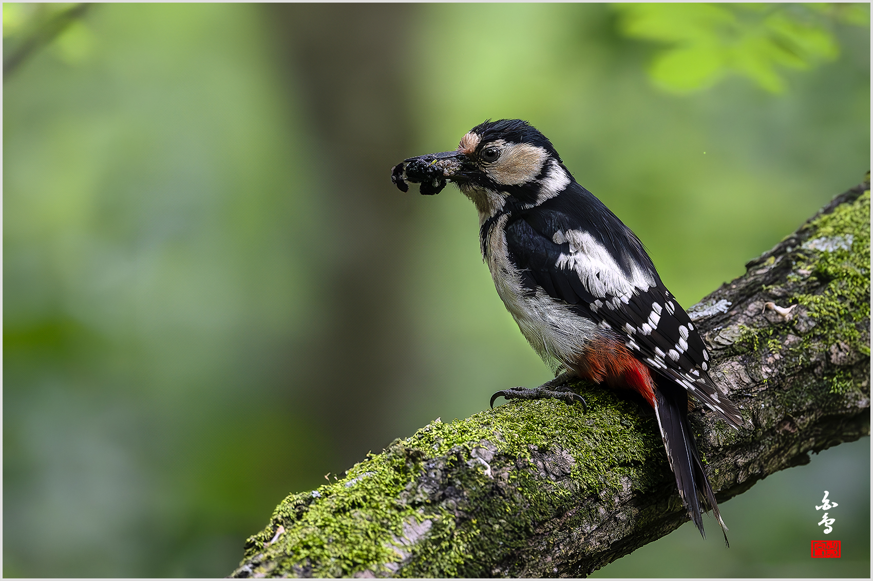 PHOTO BY  | NIKON Z 9 | 2024:05:30 13:35:36 | ISO-6400 | 1/4000 sec | f 4 | 600 mm | EV=-0.7 | ● WIDTH:1700 pixels  HEIGHT:1133 pixels