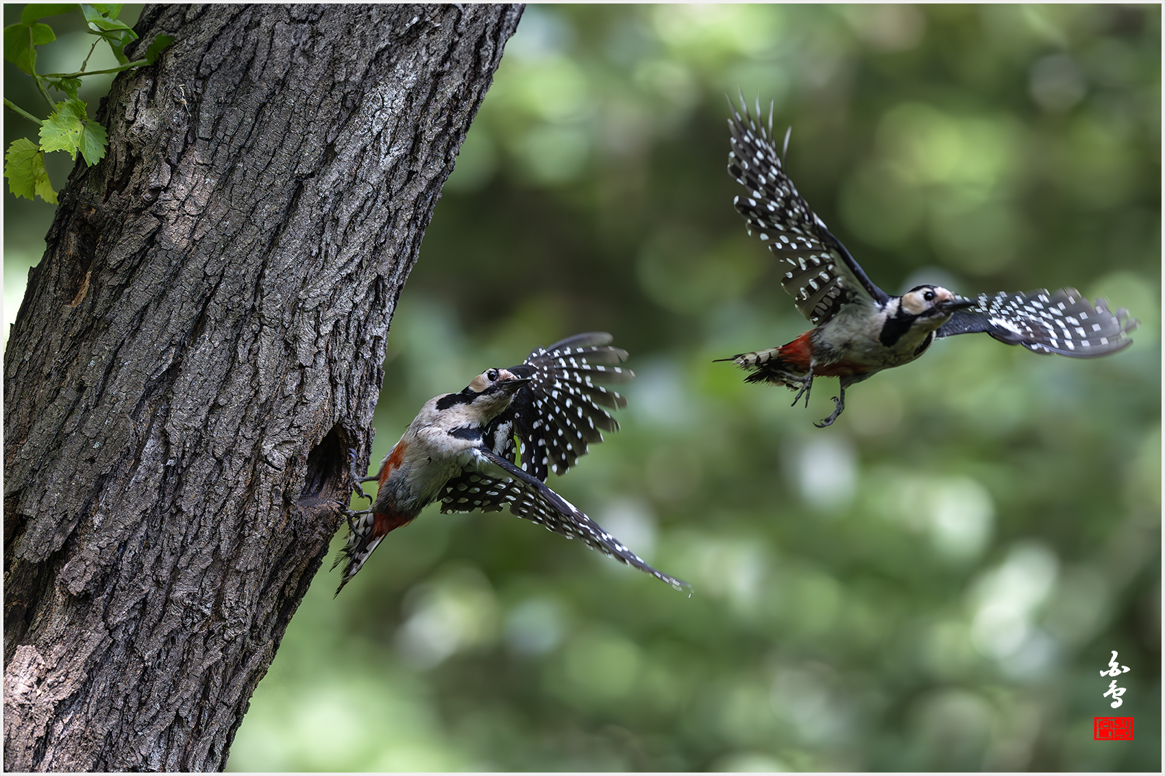 PHOTO BY  | NIKON Z 9 | 2024:05:31 10:09:32 | ISO-5000 | 1/2500 sec | f 4 | 400 mm | EV=-0.7 | ● WIDTH:1700 pixels  HEIGHT:1133 pixels