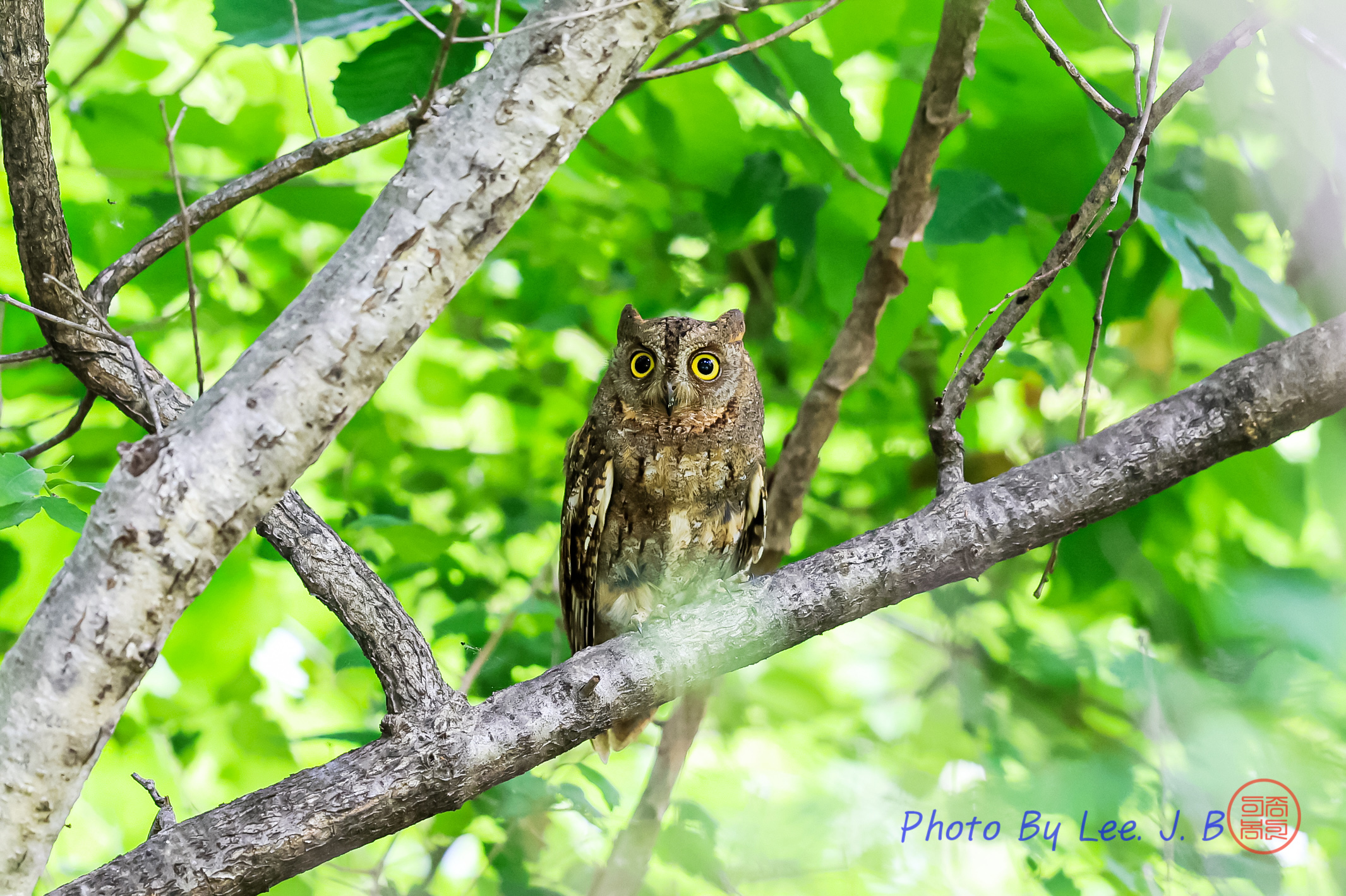 PHOTO BY  | Canon EOS R3 | 2024:05:25 11:07:14 | ISO-3200 | 1/400 sec | f 4 | 600 mm | EV=-0.7 | ● WIDTH:2131 pixels  HEIGHT:1419 pixels