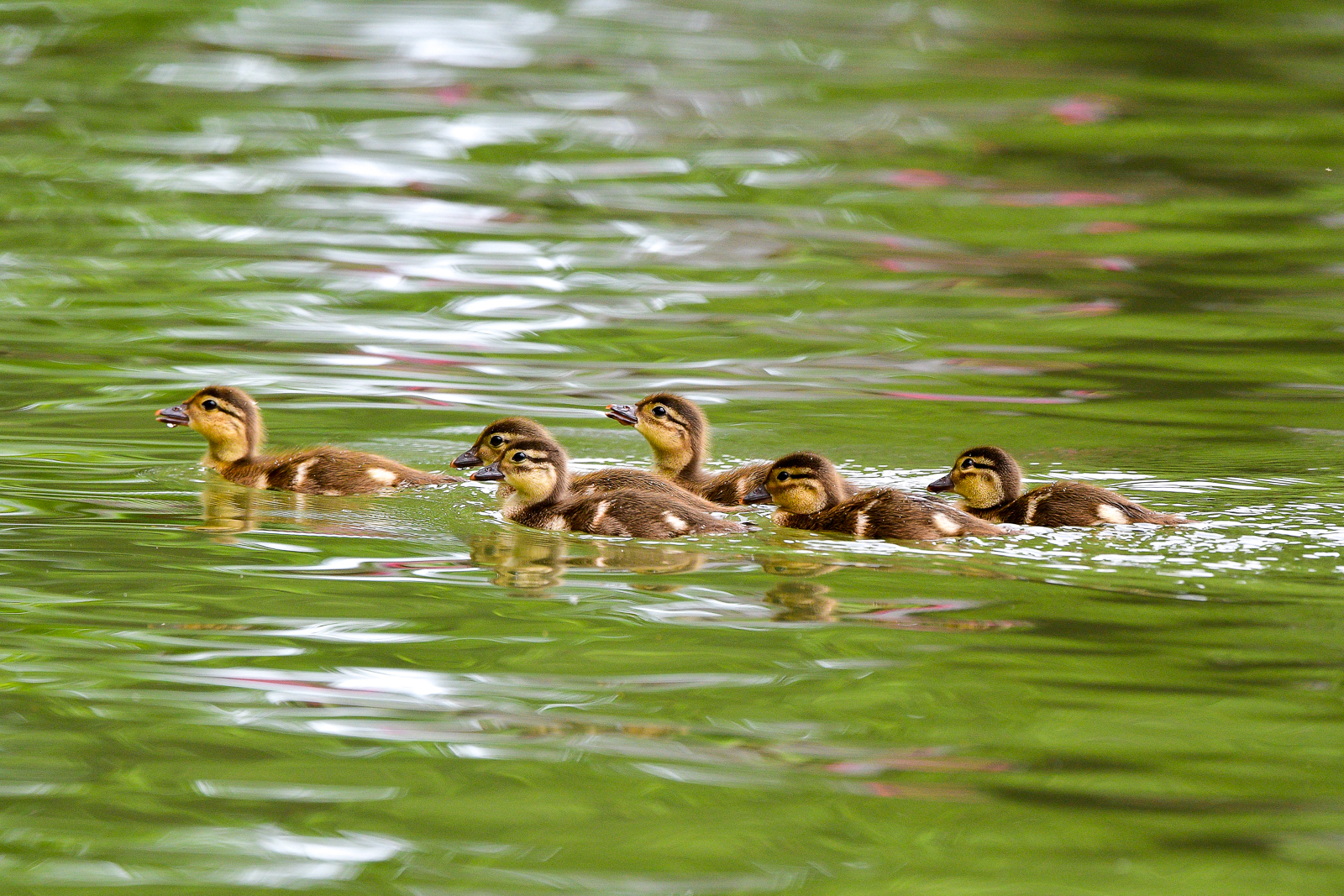 PHOTO BY  | NIKON D500 | 2024:05:30 11:17:57 | ISO-900 | 1/1250 sec | f 5.6 | 500 mm | EV=0 | ● WIDTH:  HEIGHT: