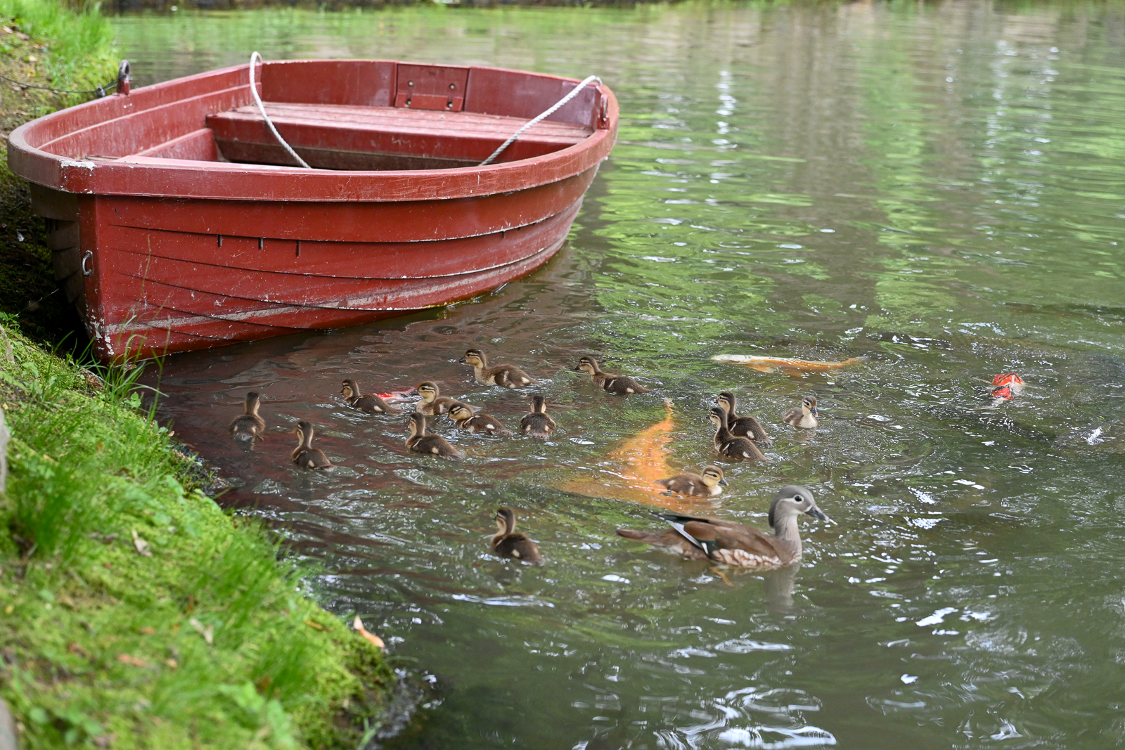 PHOTO BY  | NIKON Z 7_2 | 2024:05:30 08:49:16 | ISO-2500 | 1/1000 sec | f 4 | 67 mm | EV=0 | ● WIDTH:  HEIGHT: