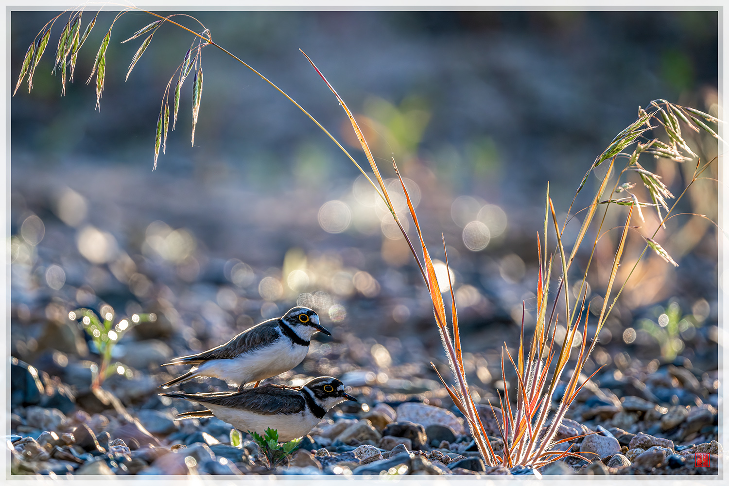 PHOTO BY  | NIKON Z 9 | 2024:06:05 06:00:00 | ISO-800 | 1/1600 sec | f 5.6 | 840 mm | EV=-0.7 | ● WIDTH:1500 pixels  HEIGHT:1000 pixels