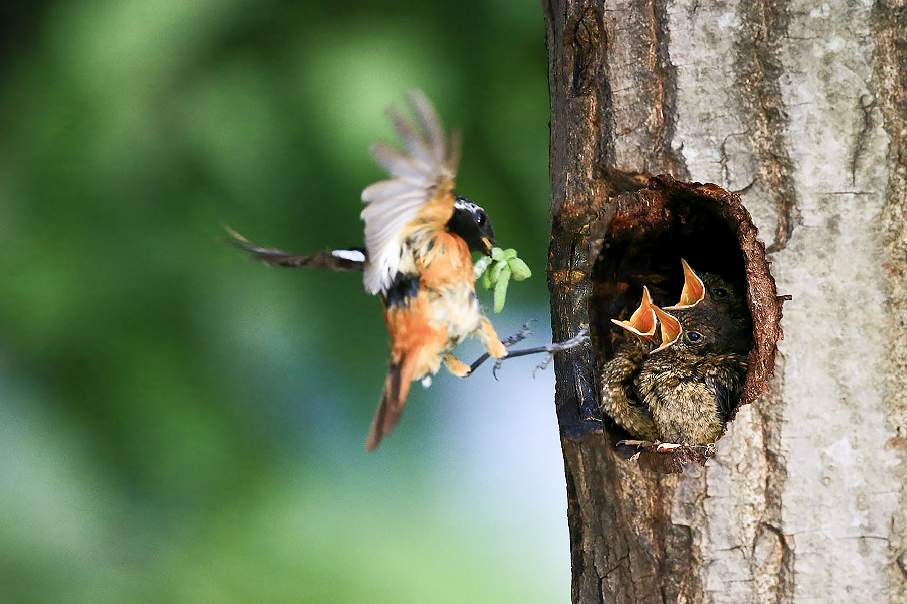 PHOTO BY WO2YA LAB | Canon EOS-1D X Mark II | 2024:05:29 17:49:11 | ISO-3200 | 1/8000 sec | f 7.1 | 90 mm | EV=0 | ● WIDTH:1800 pixels  HEIGHT:1200 pixels