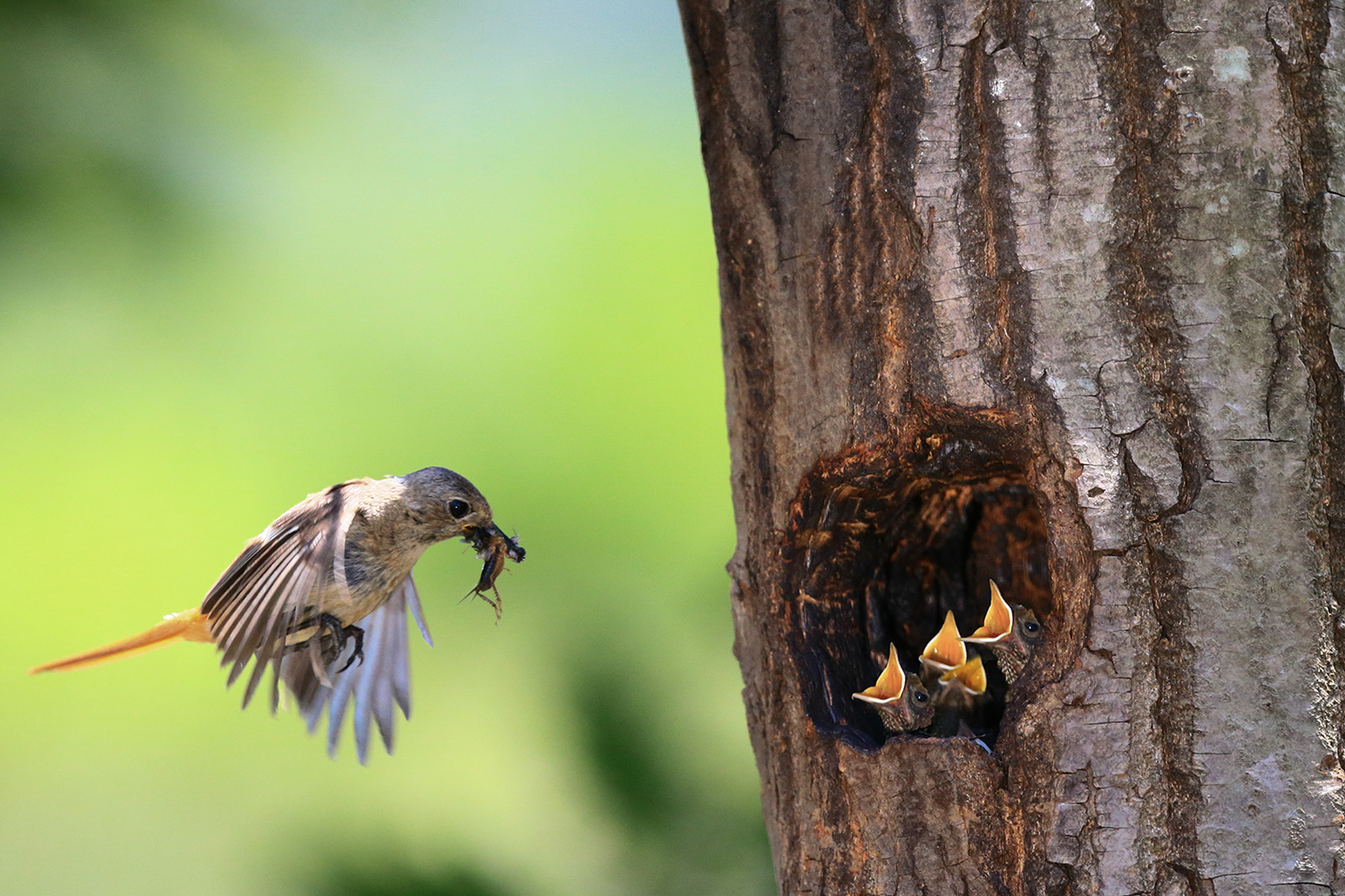 PHOTO BY WO2YA LAB | Canon EOS-1D X Mark II | 2024:05:29 17:49:23 | ISO-3200 | 1/8000 sec | f 7.1 | 90 mm | EV=0 | ● WIDTH:1800 pixels  HEIGHT:1200 pixels