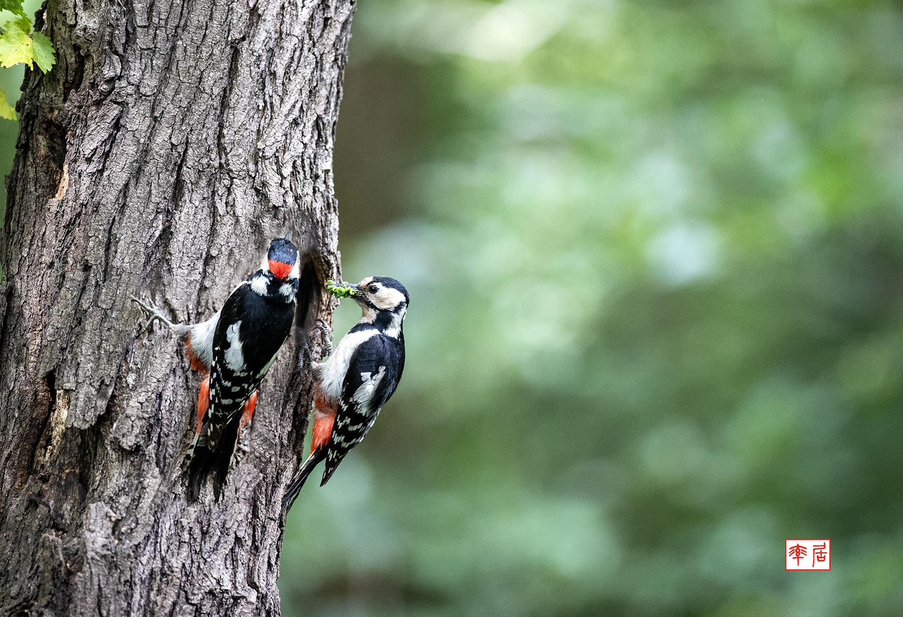 PHOTO BY changickheun | Canon EOS-1D X Mark III | 2024:06:01 10:12:03 | ISO-6400 | 1/1600 sec | f 2.8 | 400 mm | EV=0 | ● WIDTH:1800 pixels  HEIGHT:1230 pixels