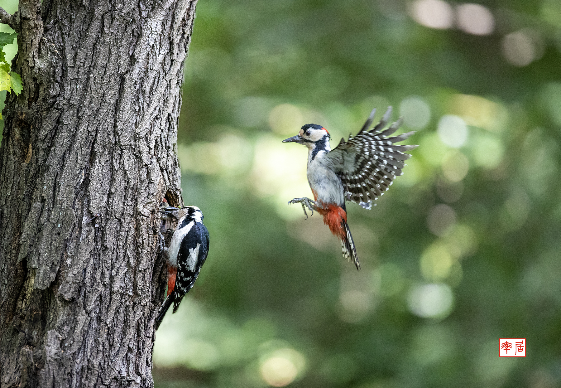 PHOTO BY changickheun | Canon EOS-1D X Mark III | 2024:06:01 08:46:34 | ISO-6400 | 1/2500 sec | f 2.8 | 400 mm | EV=0 | ● WIDTH:1800 pixels  HEIGHT:1244 pixels