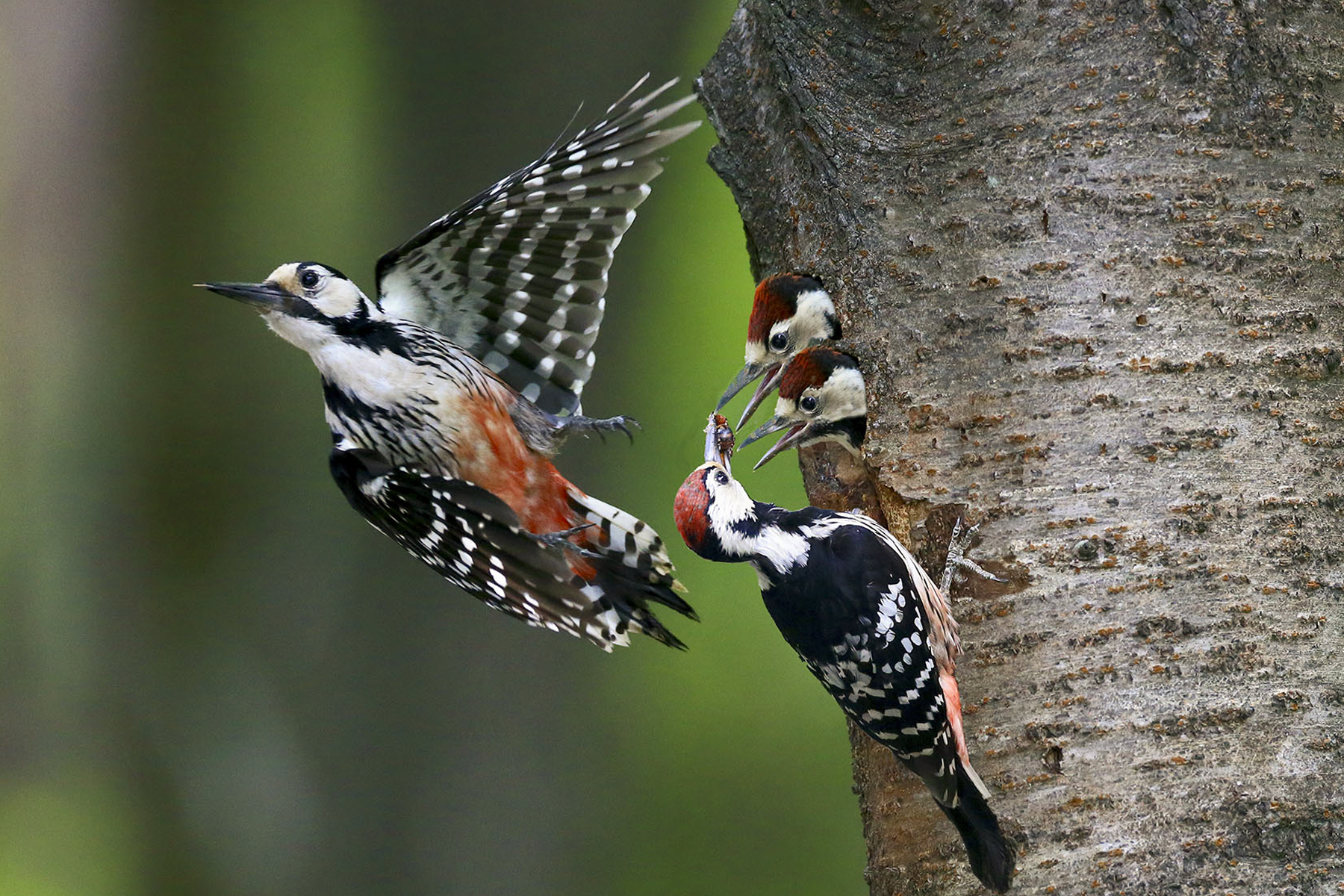 PHOTO BY WO2YA LAB | Canon EOS-1D X Mark II | 2024:05:29 17:49:22 | ISO-3200 | 1/8000 sec | f 7.1 | 90 mm | EV=0 | ● WIDTH:1800 pixels  HEIGHT:1200 pixels