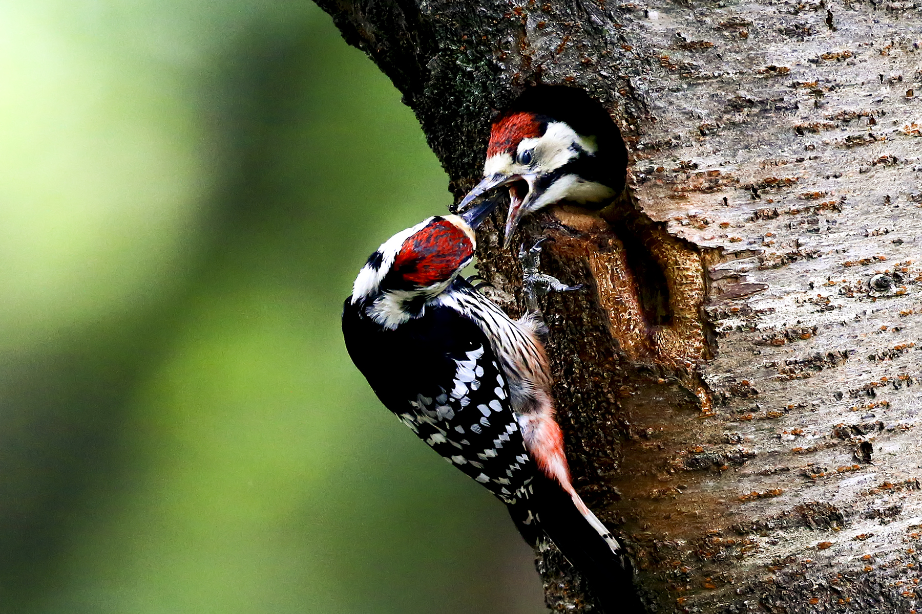 PHOTO BY WO2YA LAB | Canon EOS-1D X Mark II | 2024:05:29 17:49:22 | ISO-3200 | 1/8000 sec | f 7.1 | 90 mm | EV=0 | ● WIDTH:1800 pixels  HEIGHT:1200 pixels